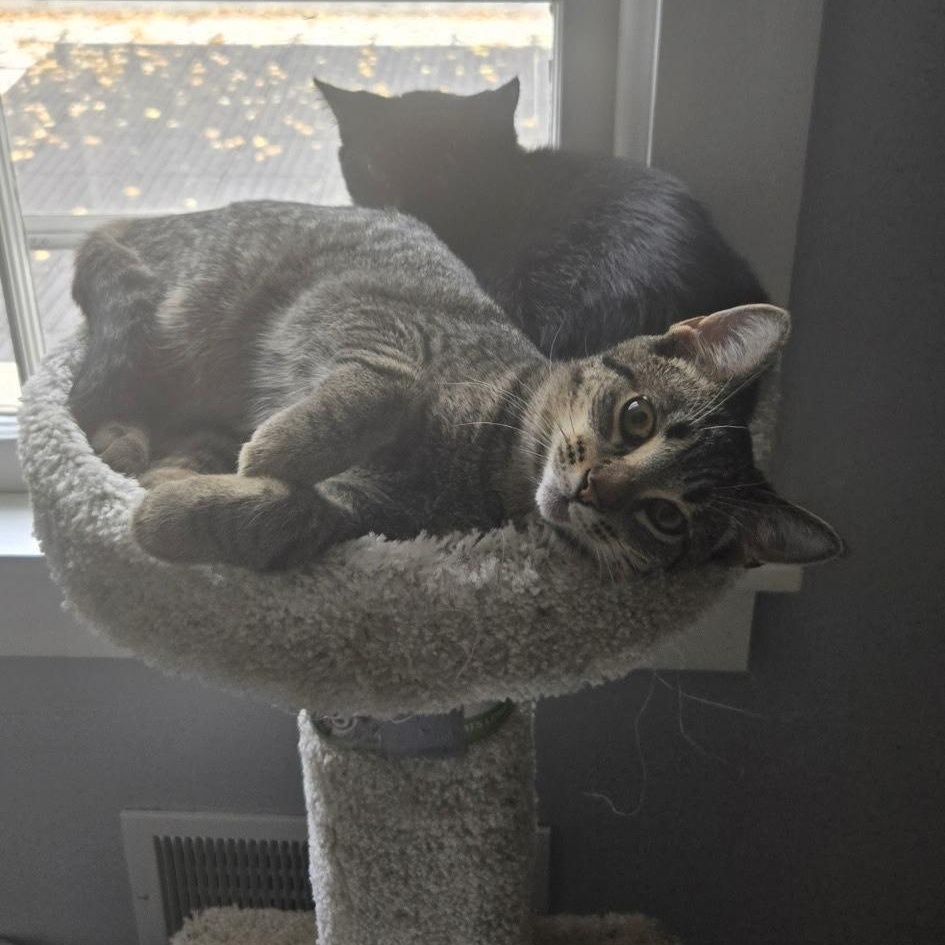 Enlarge River & Dash (bonded brother and sister), a Adoptable mixed breed in Rochester Hills, MI image 2/5