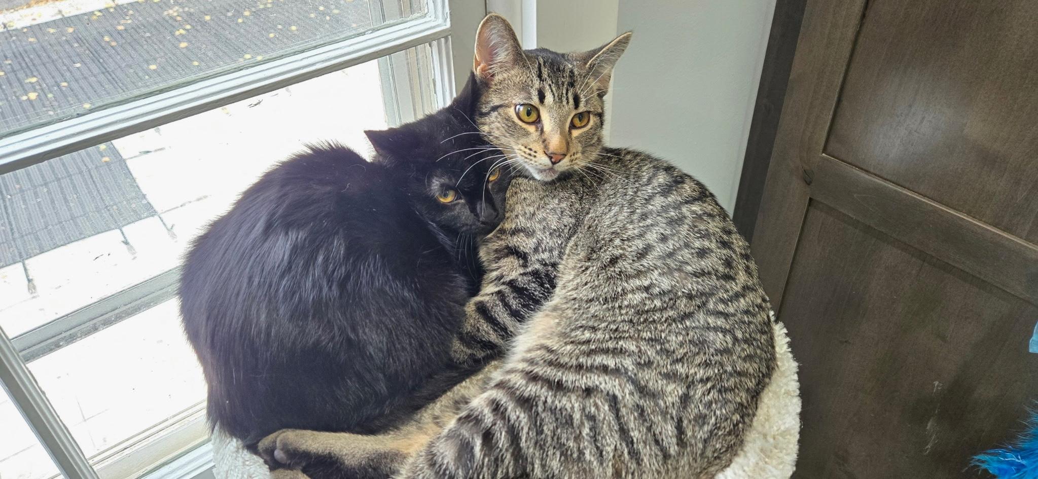 River & Dash (bonded brother and sister), Adoptable, Kitten Male Domestic Short Hair & Tabby.