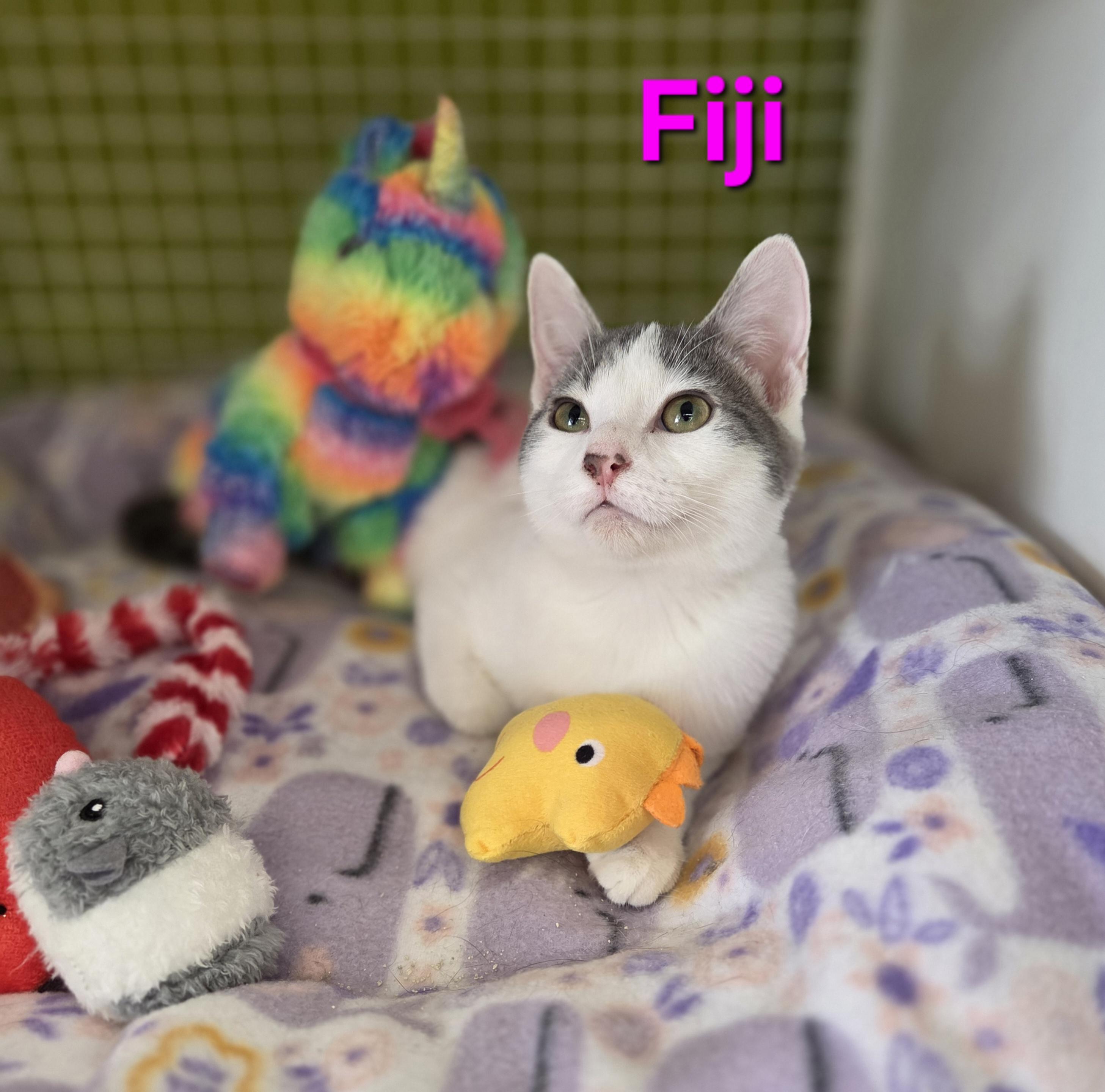 Fiji (siblings are Aquafina and Evian), a Adoptable Domestic Short Hair in Brighton, MI image 5/6