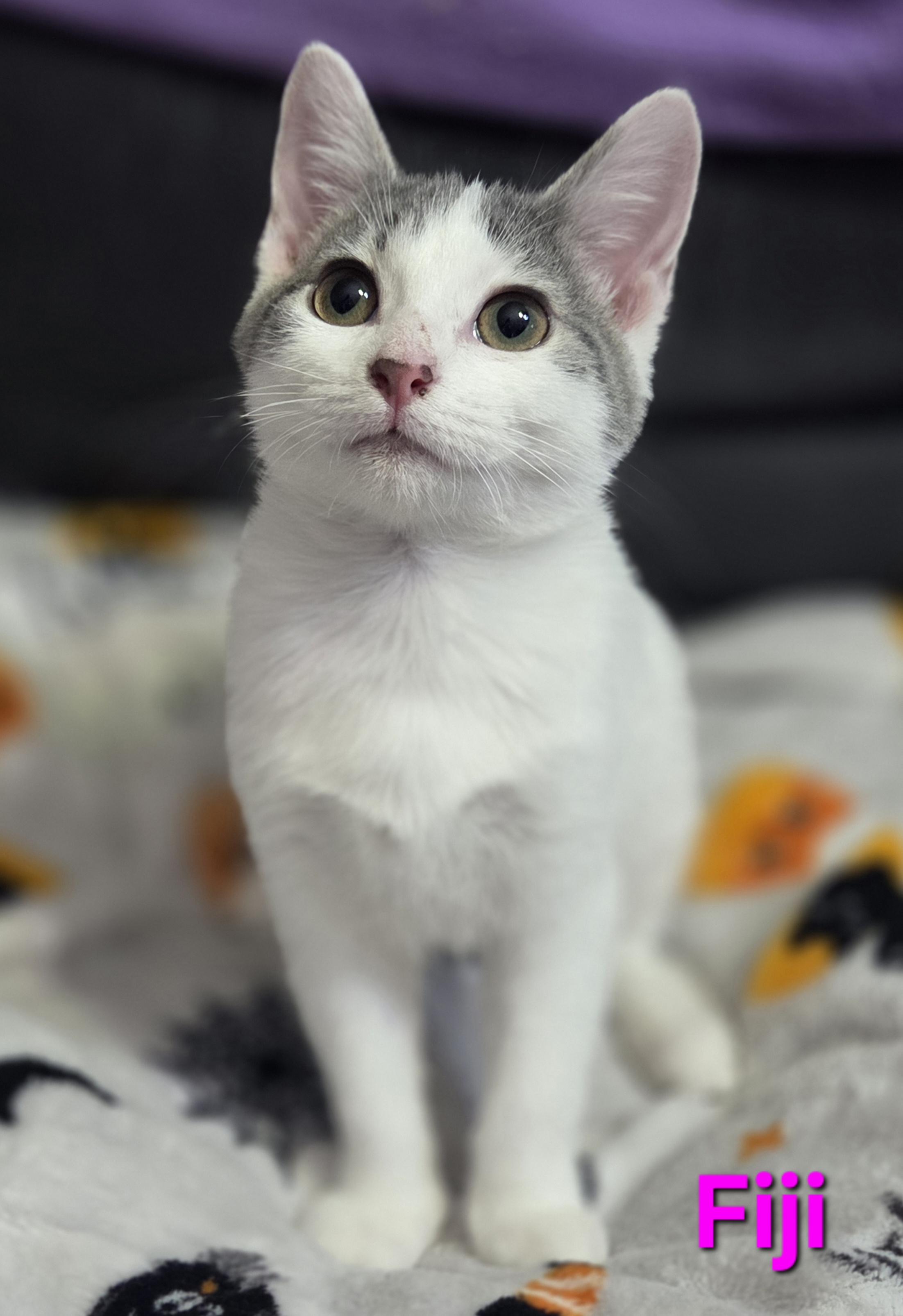 Fiji (siblings are Aquafina and Evian), a Adoptable Domestic Short Hair in Brighton, MI image 6/6