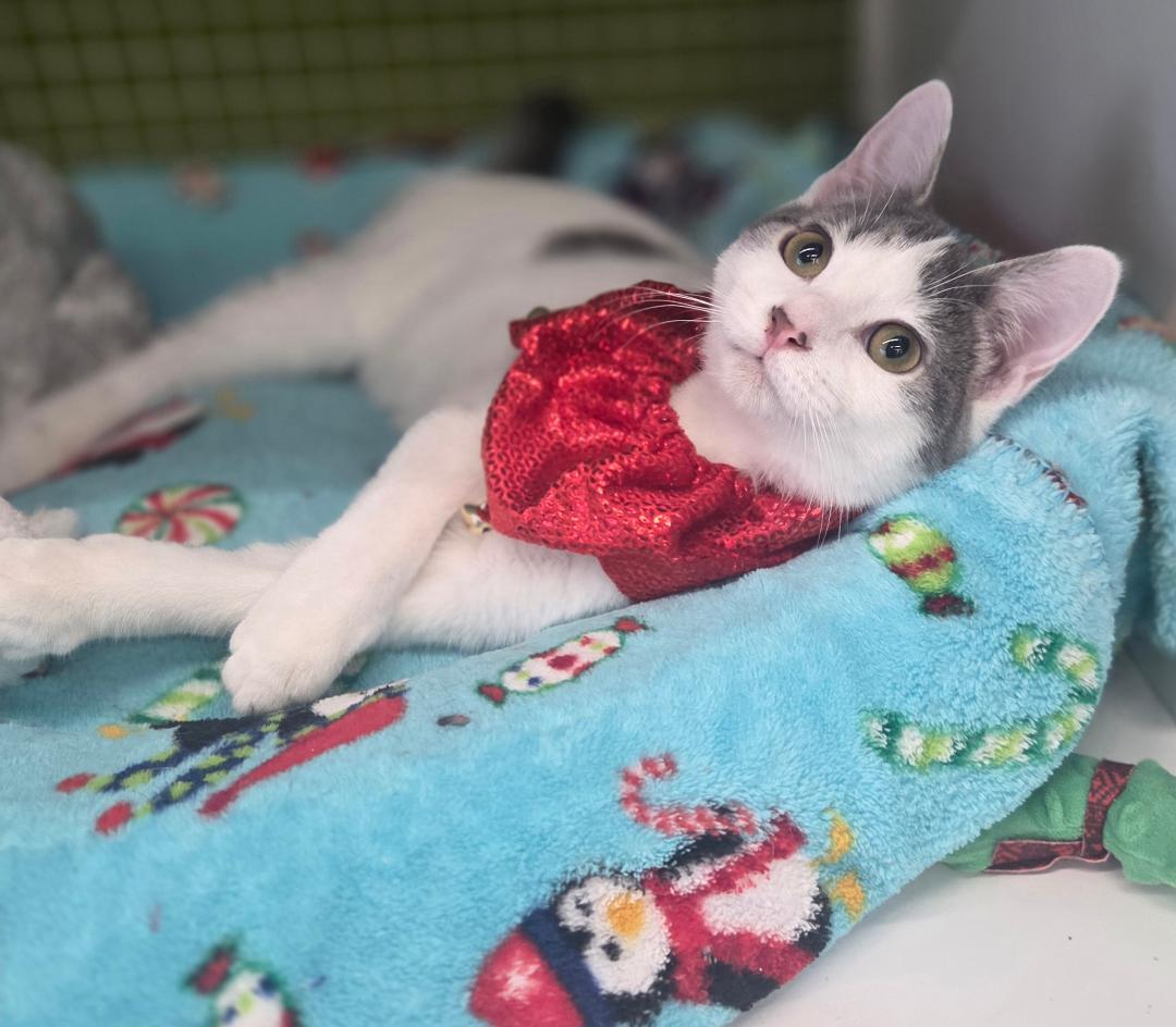 Fiji (siblings are Aquafina and Evian), a Adoptable Domestic Short Hair in Brighton, MI image 1/6