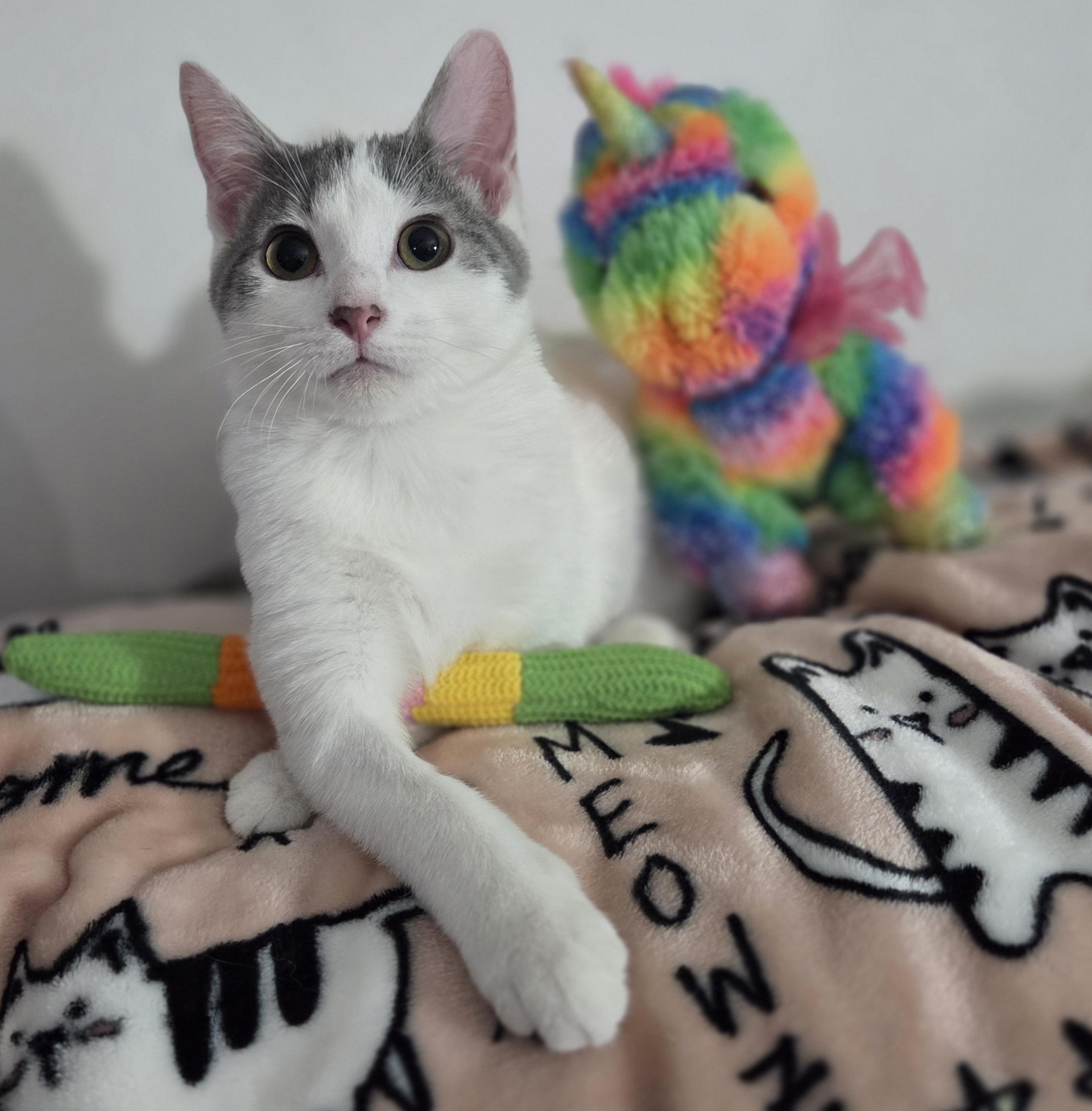 Fiji (siblings are Aquafina and Evian), a Adoptable Domestic Short Hair in Brighton, MI image 4/6