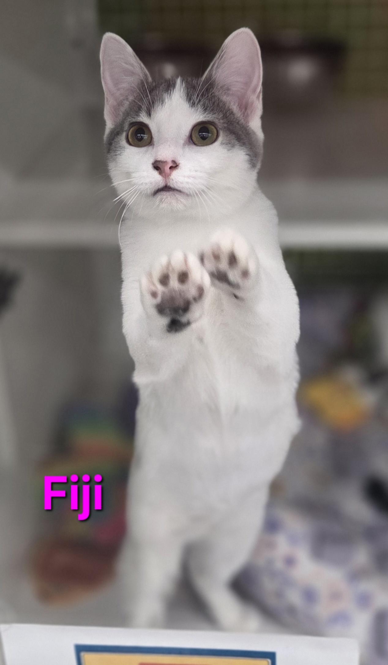 Fiji (siblings are Aquafina and Evian), a Adoptable Domestic Short Hair in Brighton, MI image 2/6
