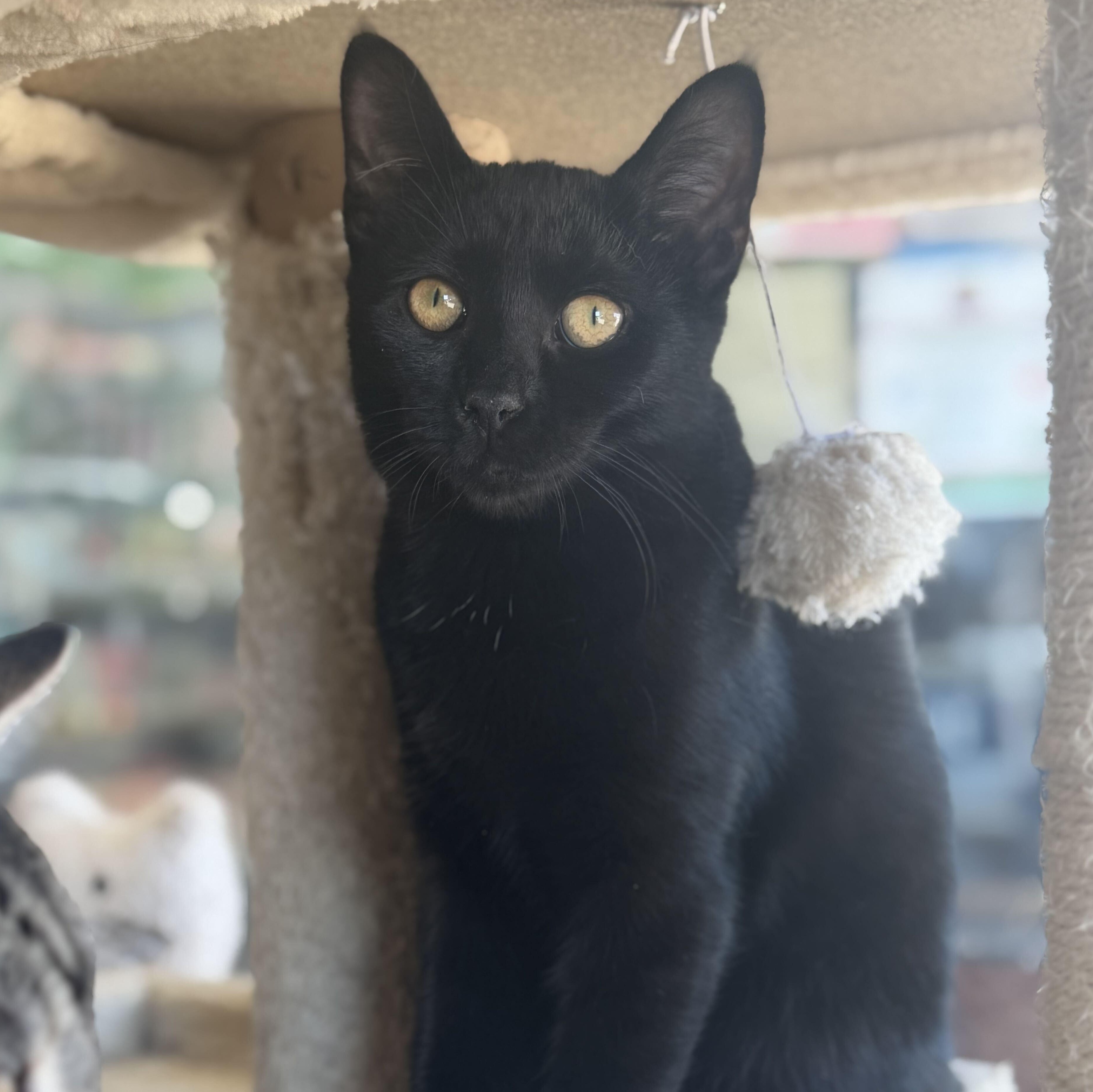 Enlarge Ebony, a Adoptable Domestic Short Hair in East Amherst, NY image 2/6