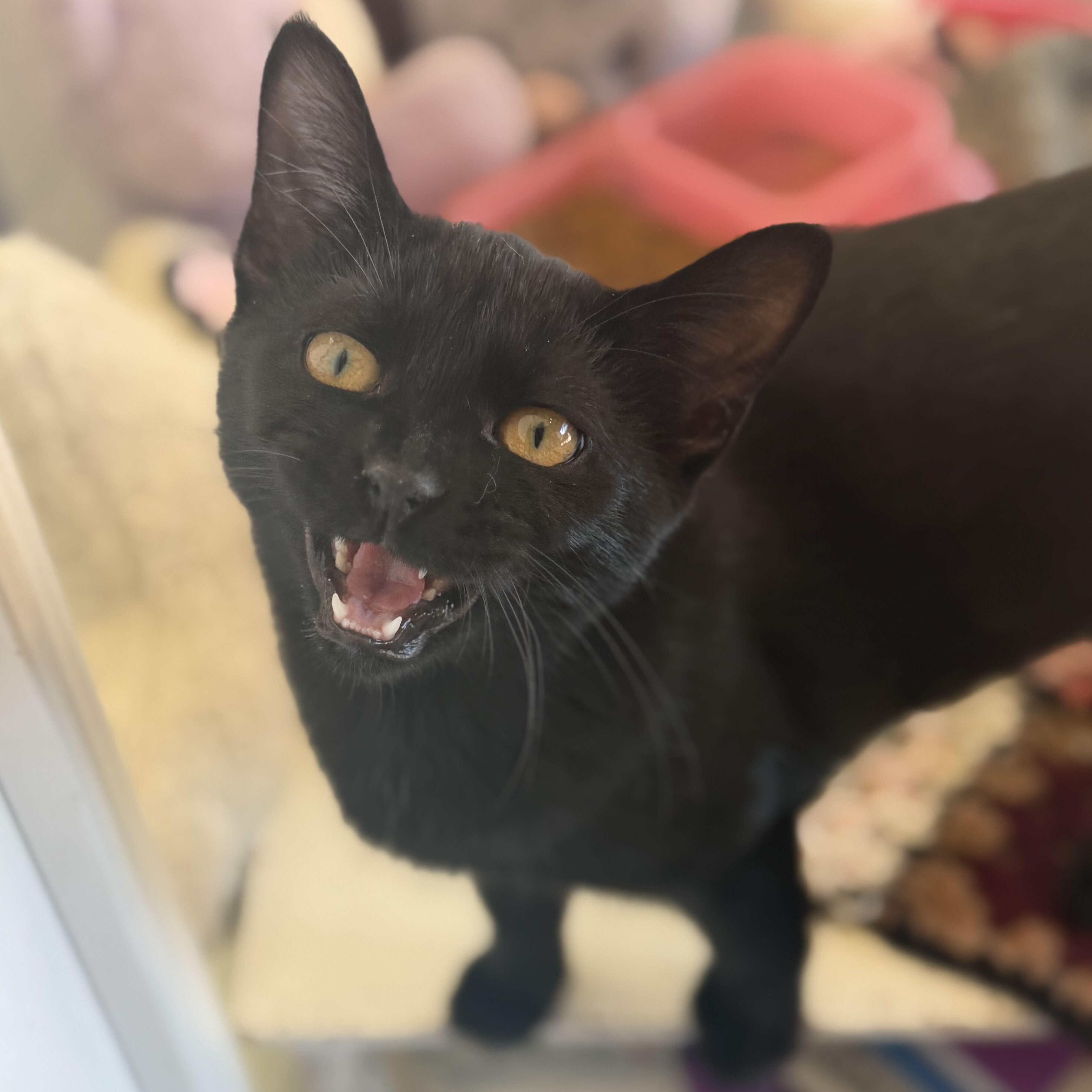Enlarge Ebony, a Adoptable Domestic Short Hair in East Amherst, NY image 4/6