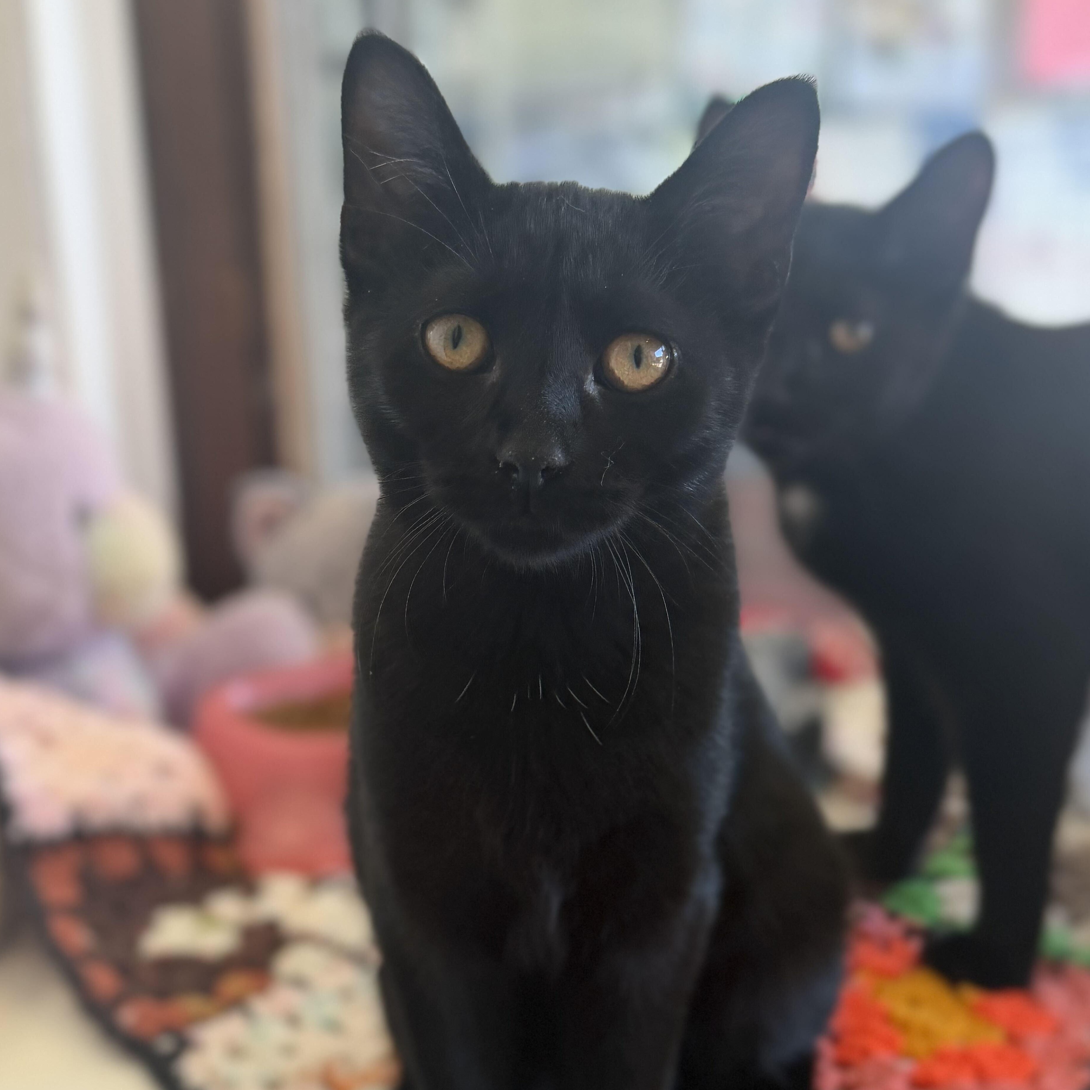 Ebony, Adoptable, Kitten Female Domestic Short Hair.