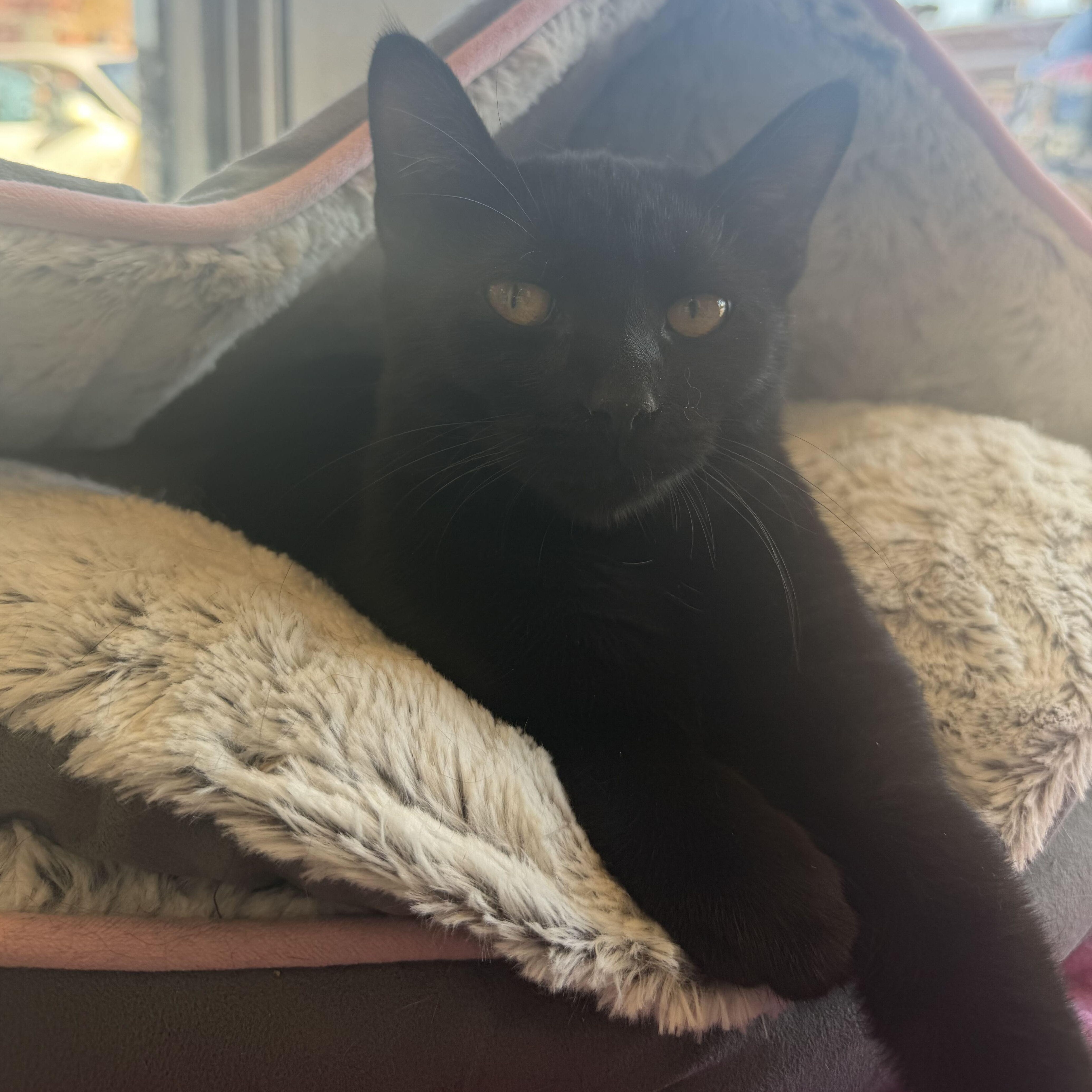 Enlarge Ebony, a Adoptable Domestic Short Hair in East Amherst, NY image 3/6
