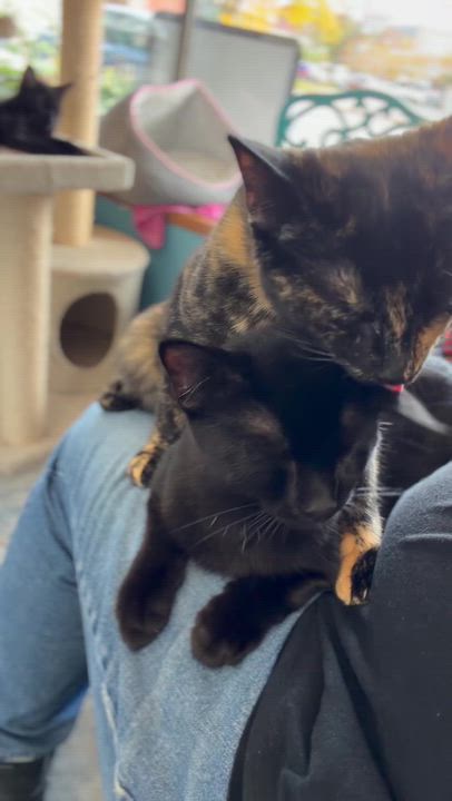 Enlarge Ebony, a Adoptable Domestic Short Hair in East Amherst, NY video 6/6