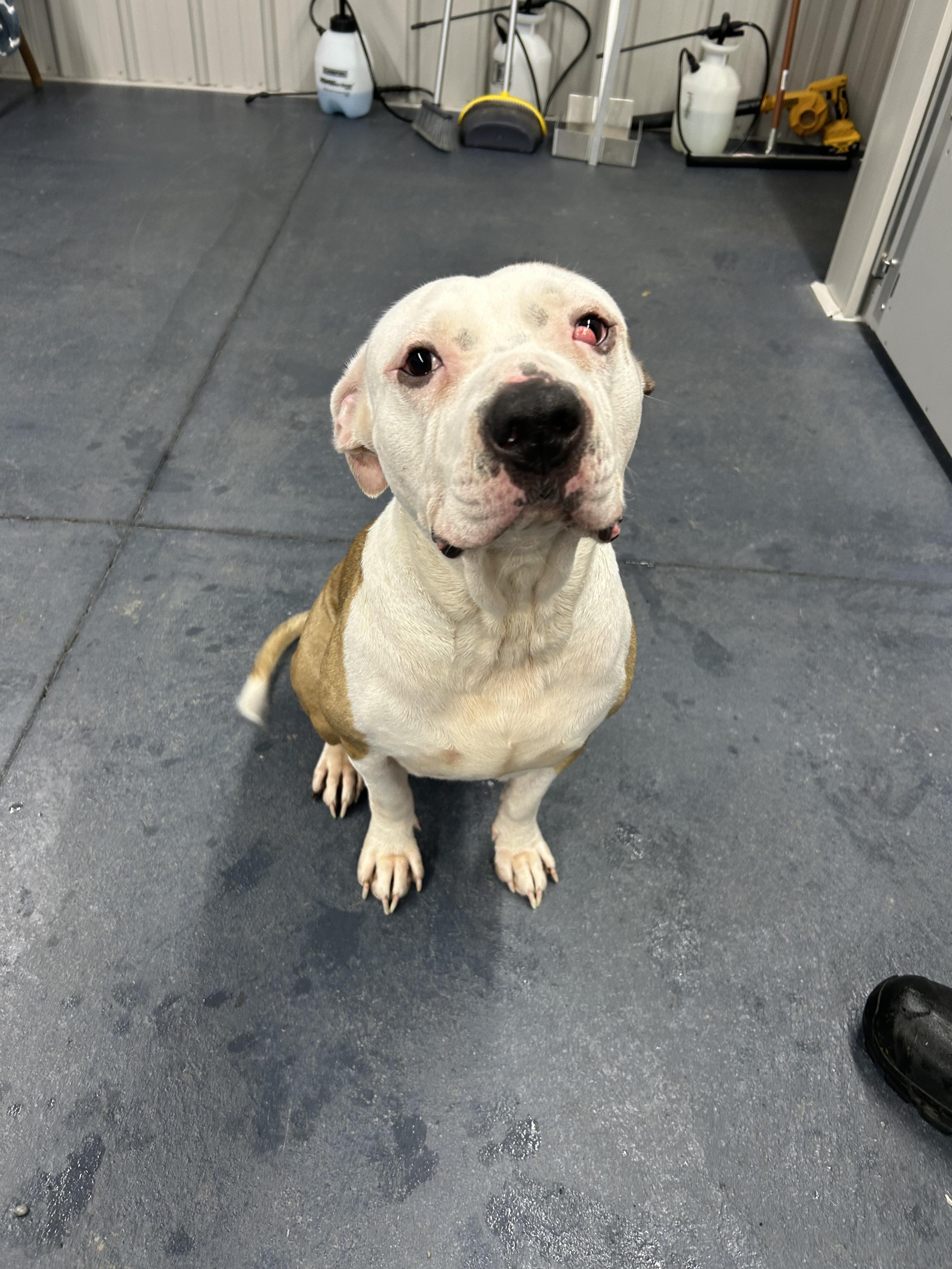 Dutchess, a Adoptable mixed breed in Moravia, NY image 2/2