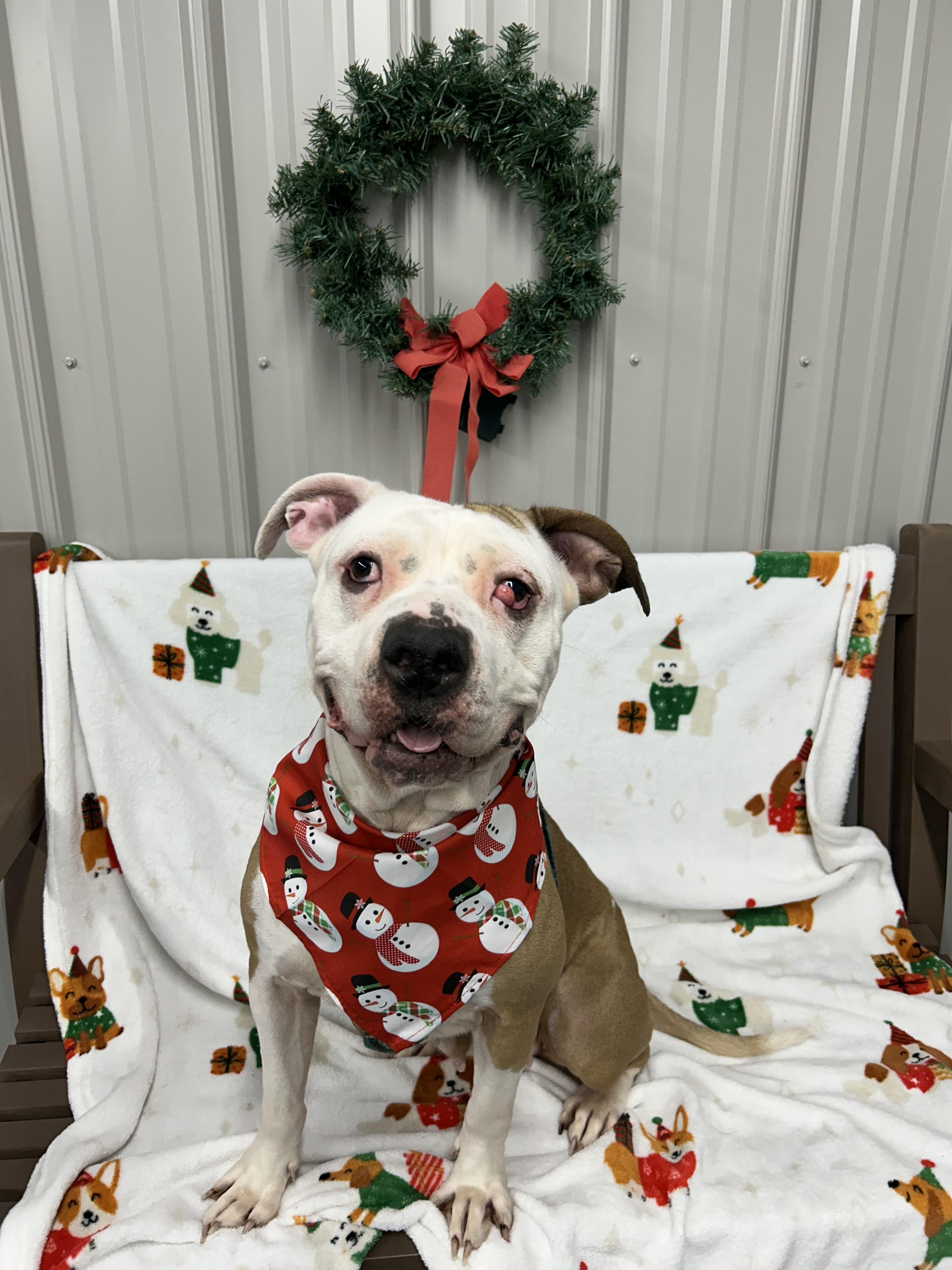 Enlarge Dutchess, a Adoptable mixed breed in Moravia, NY image 3/3