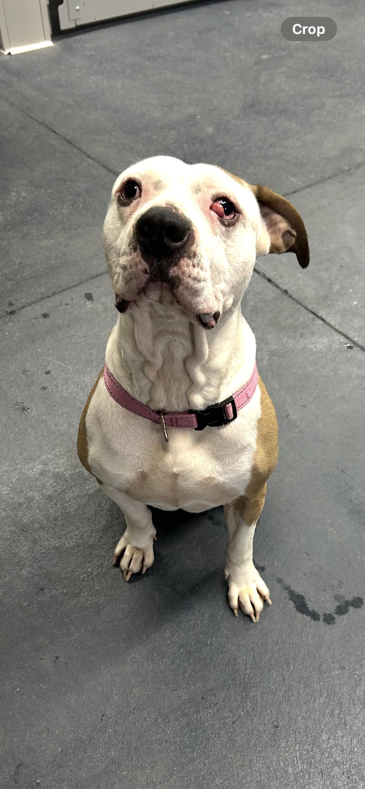 Dutchess, Adoptable, Adult Female Pit Bull Terrier.