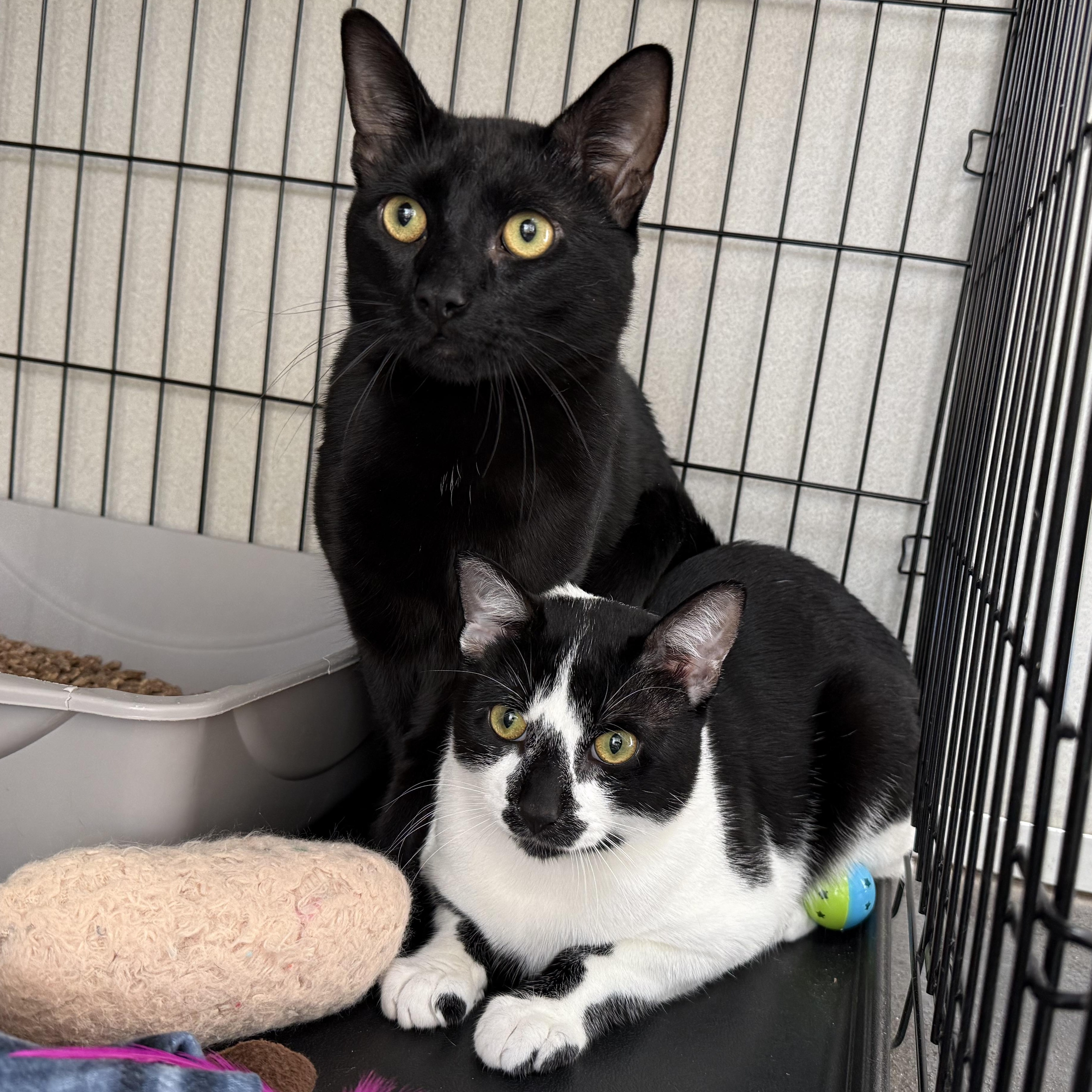 Enlarge Walter & Rupert, an adopted mixed breed in West Milford, NJ image 3/3