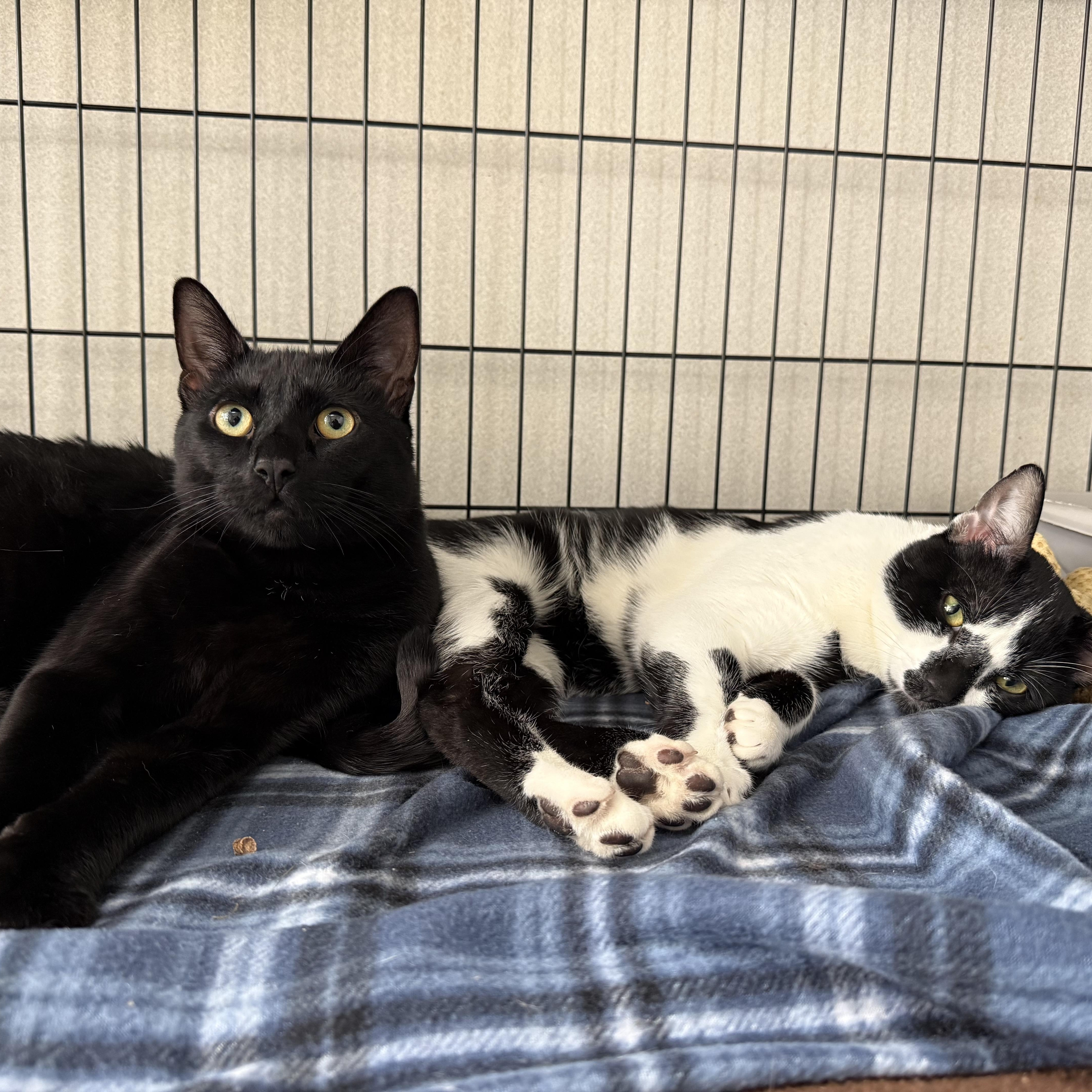 Walter & Rupert, adopted, Adult Male Domestic Short Hair.