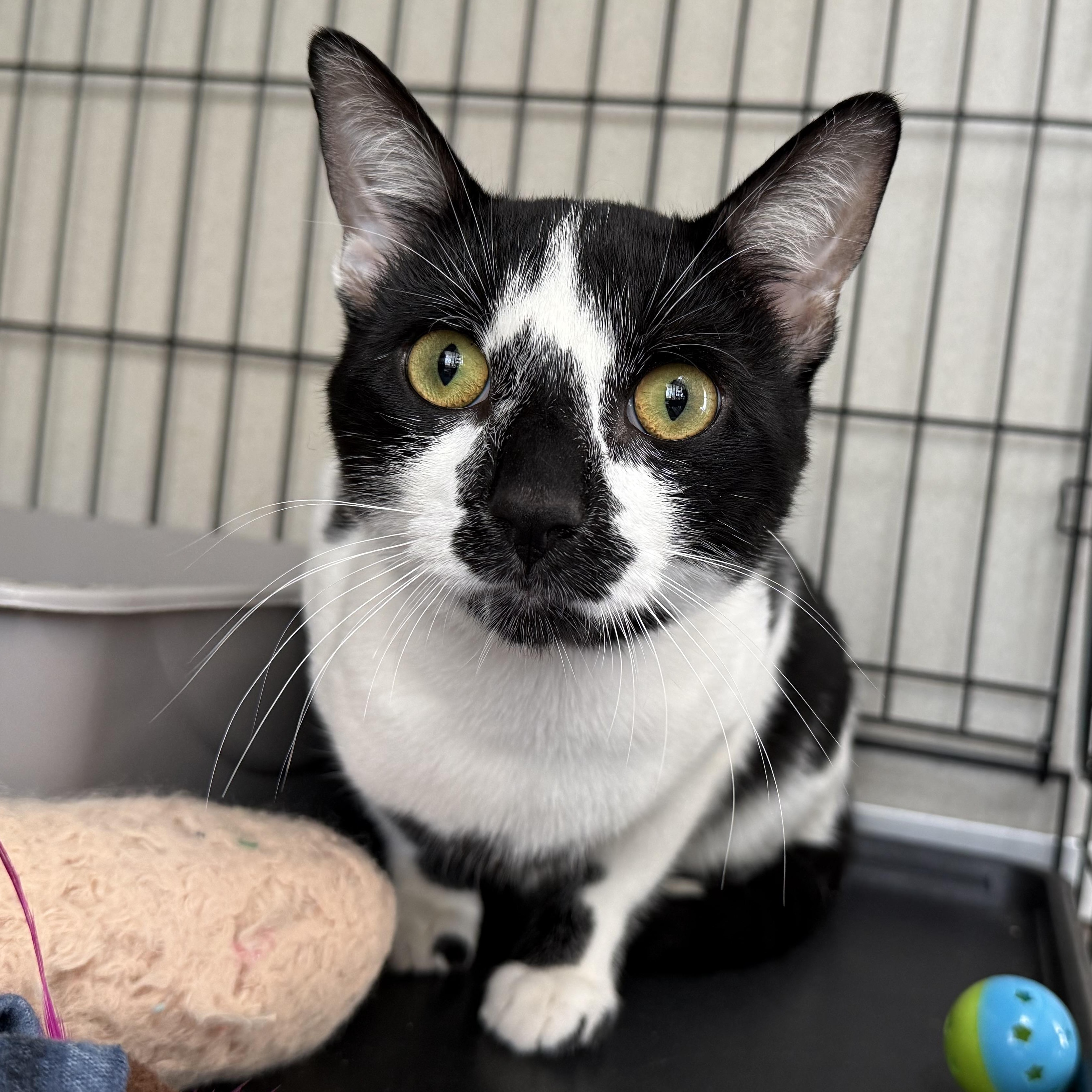 Enlarge Walter & Rupert, an adopted mixed breed in West Milford, NJ image 2/3