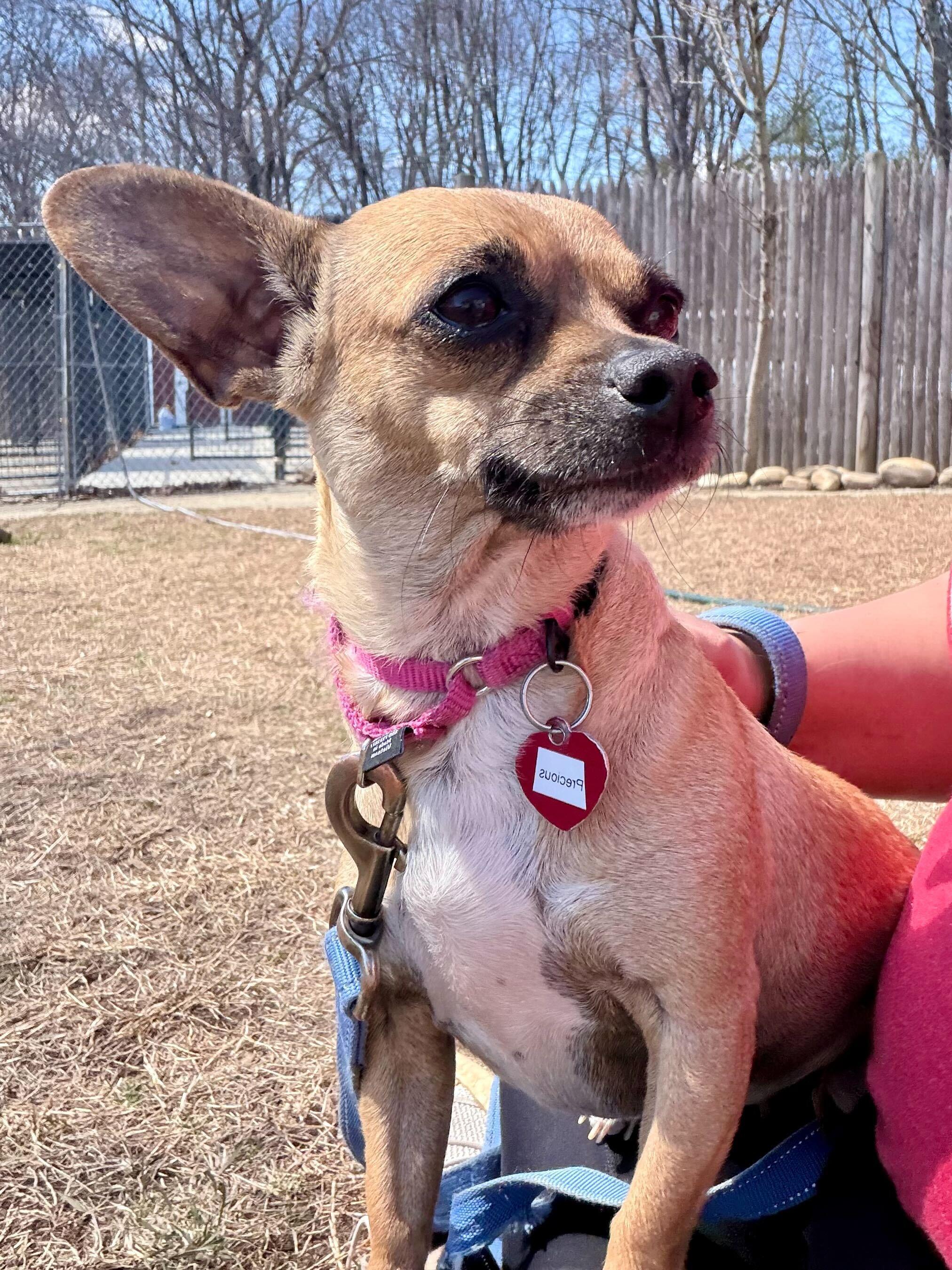 Enlarge Precious, a ADOPTABLE mixed breed in Uxbridge, MA image 1/2