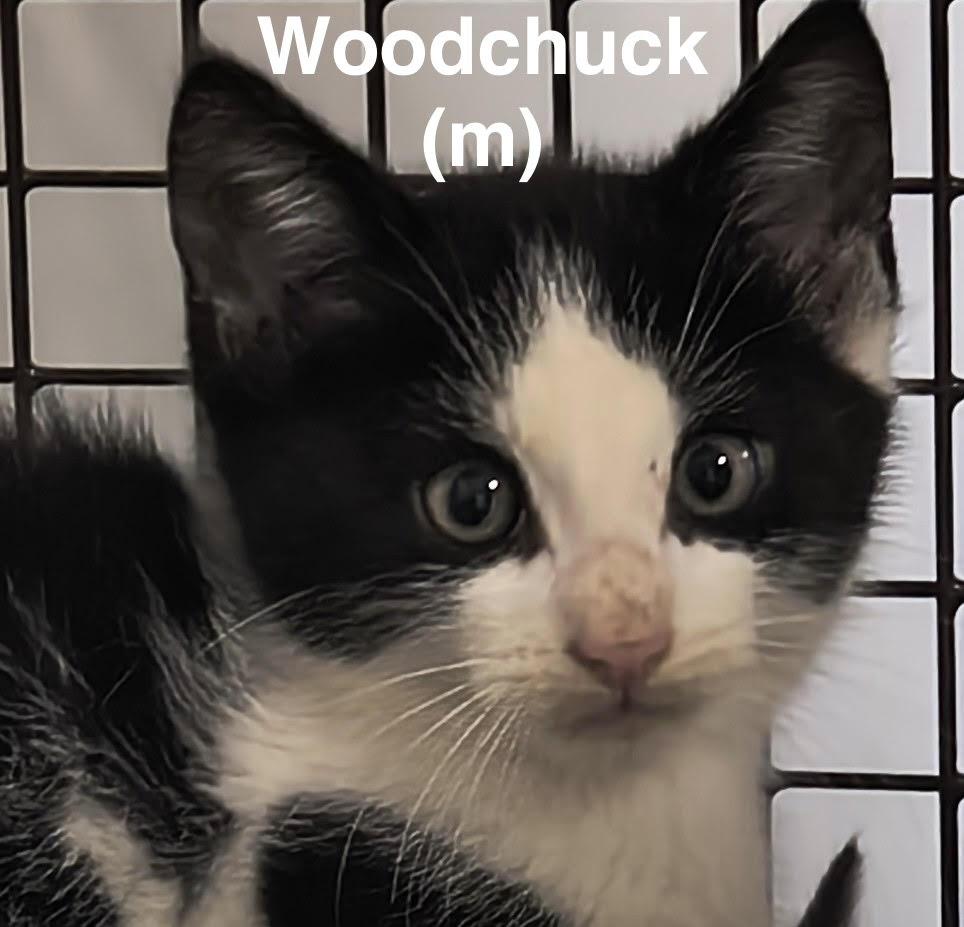 Enlarge Woodchuck, a Adoptable mixed breed in Saugerties, NY image 1/1