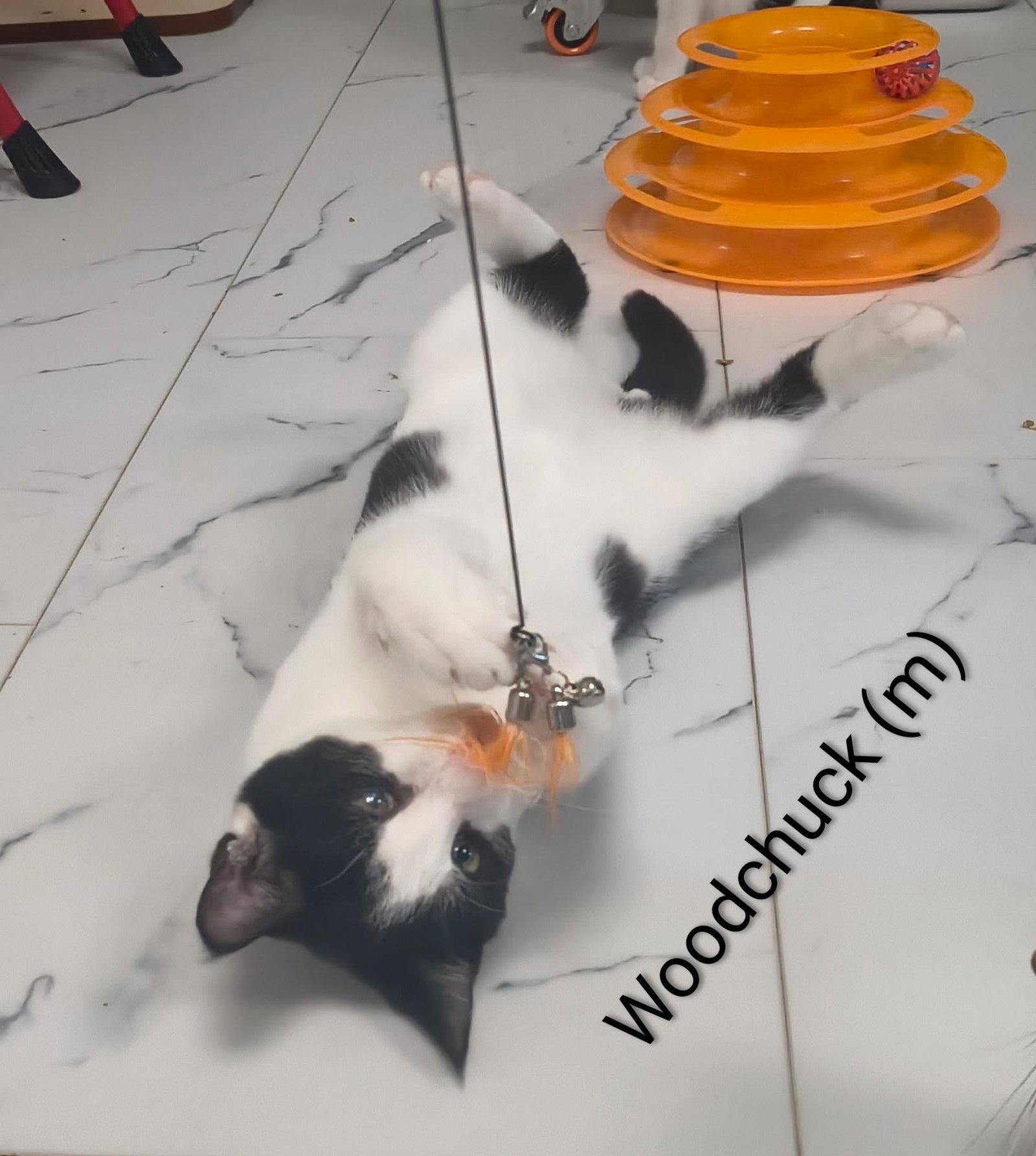 Woodchuck, a Adoptable mixed breed in Saugerties, NY image 3/3