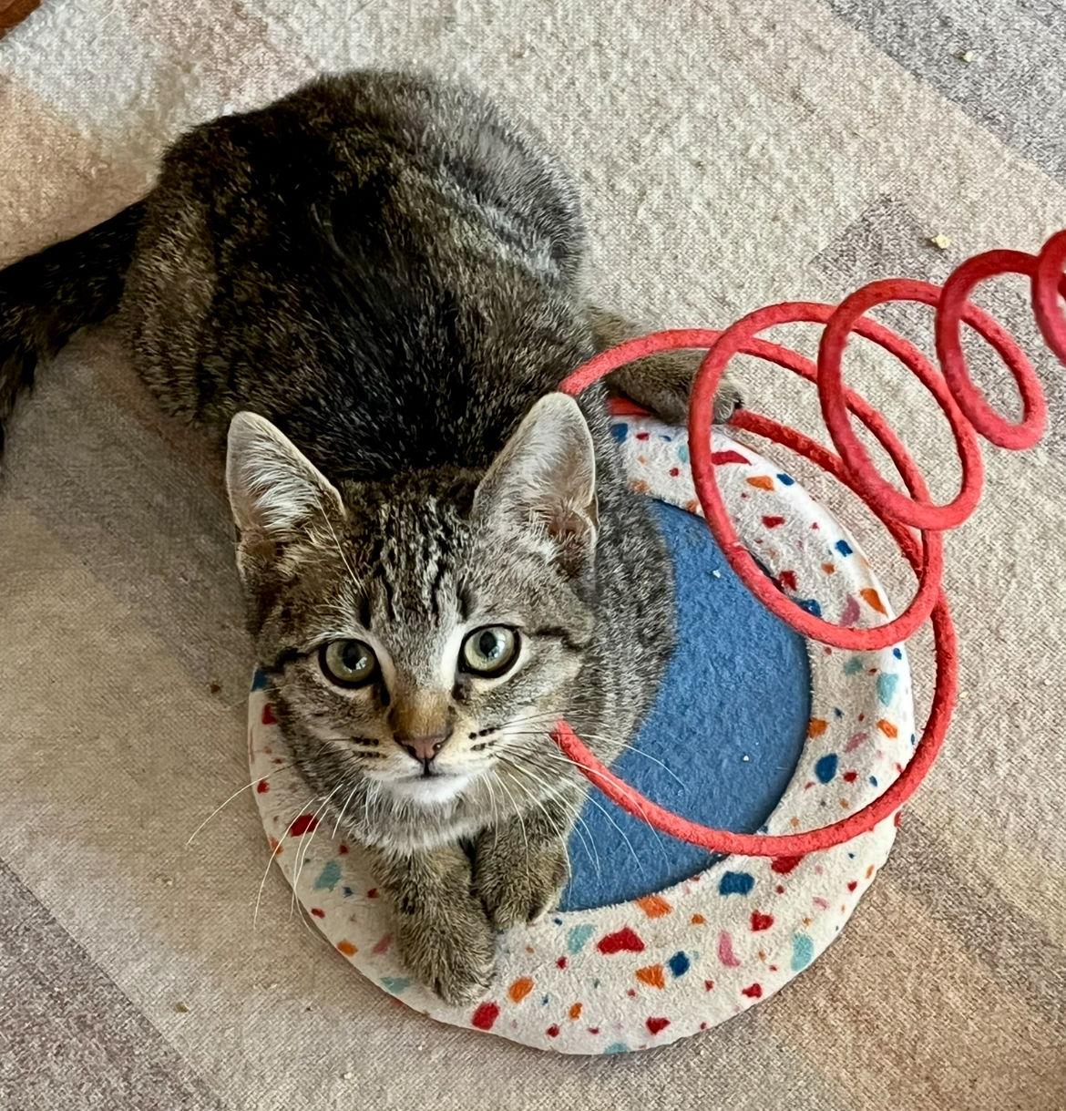 Vanna, Adopted, Kitten Female Domestic Short Hair & Tabby.