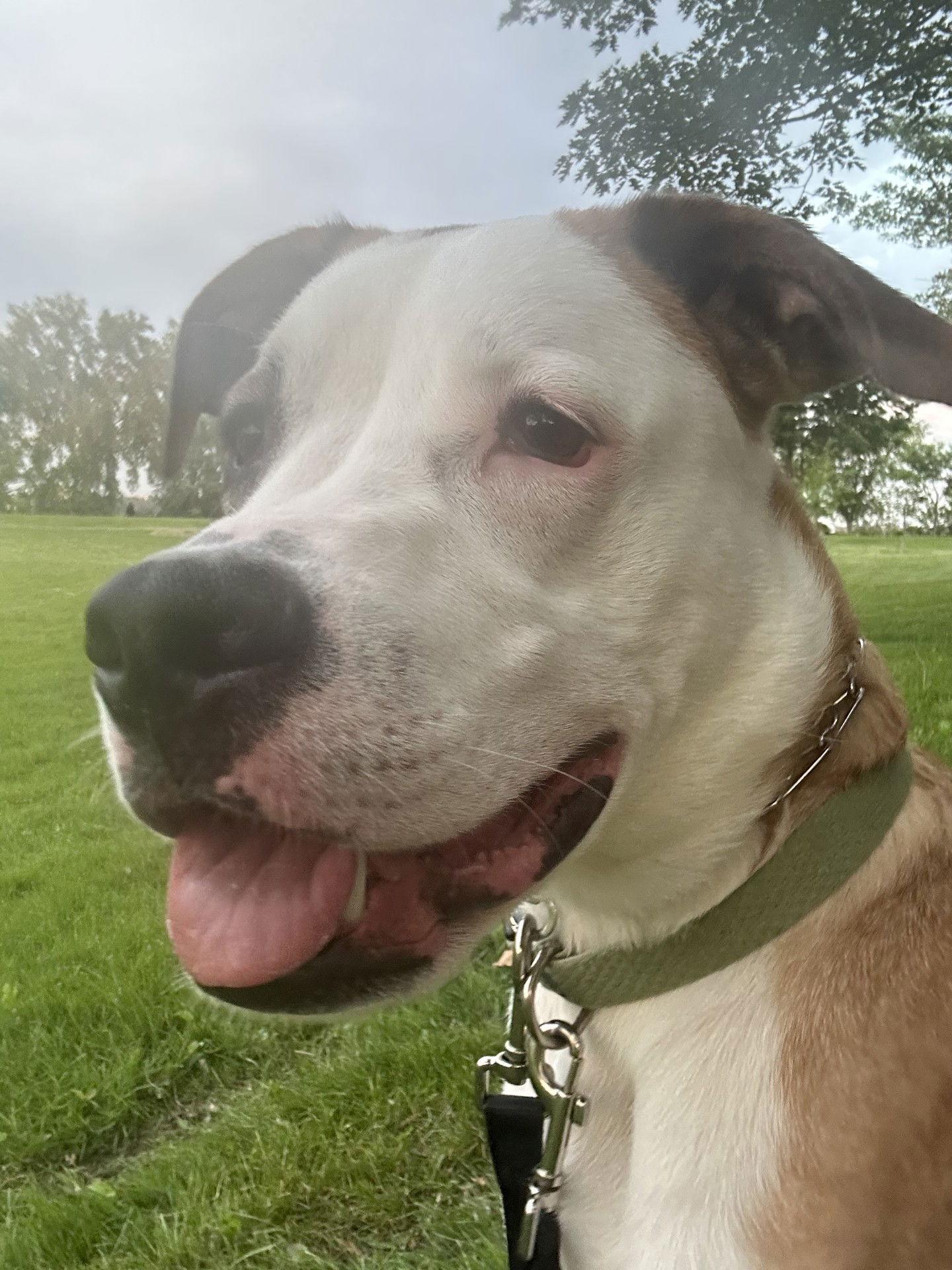 Lenny  *Adoption Fee Waived* OSCP, Adoptable, Young Male Pit Bull Terrier.