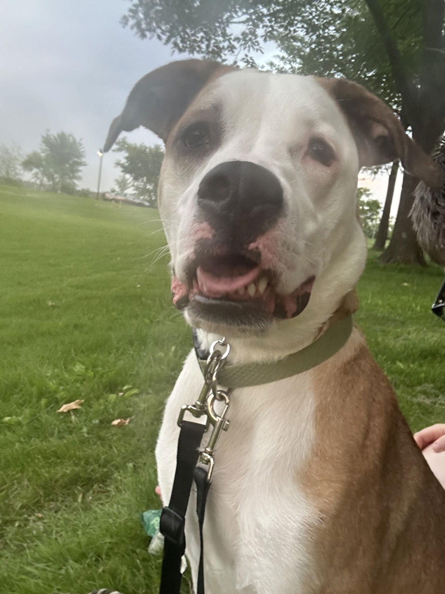 Enlarge Lenny  *Adoption Fee Waived* OSCP, a Adoptable Pit Bull Terrier in Saint Paul, MN image 2/3