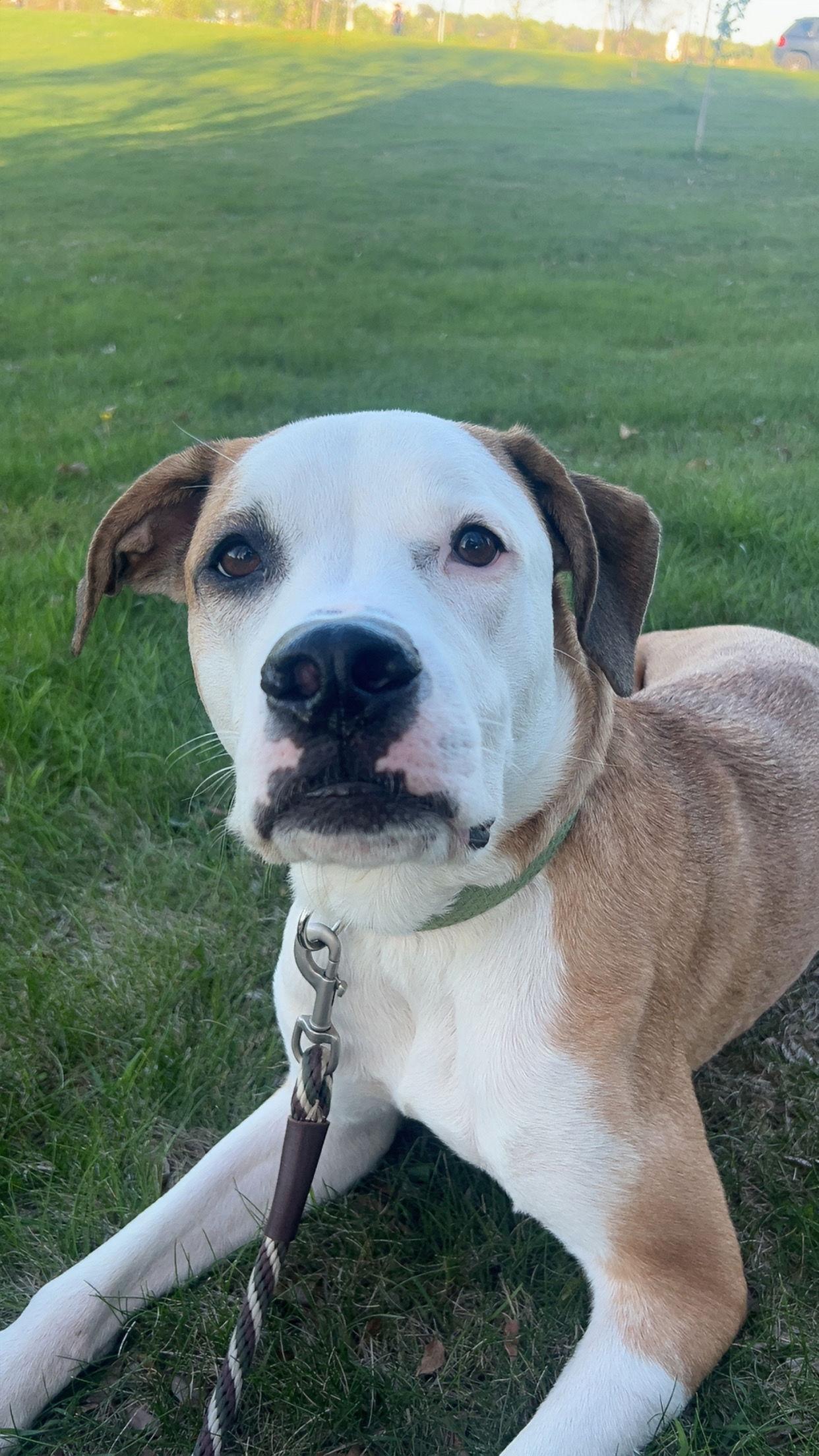 Enlarge Lenny  *Adoption Fee Waived* OSCP, a Adoptable Pit Bull Terrier in Saint Paul, MN image 3/3