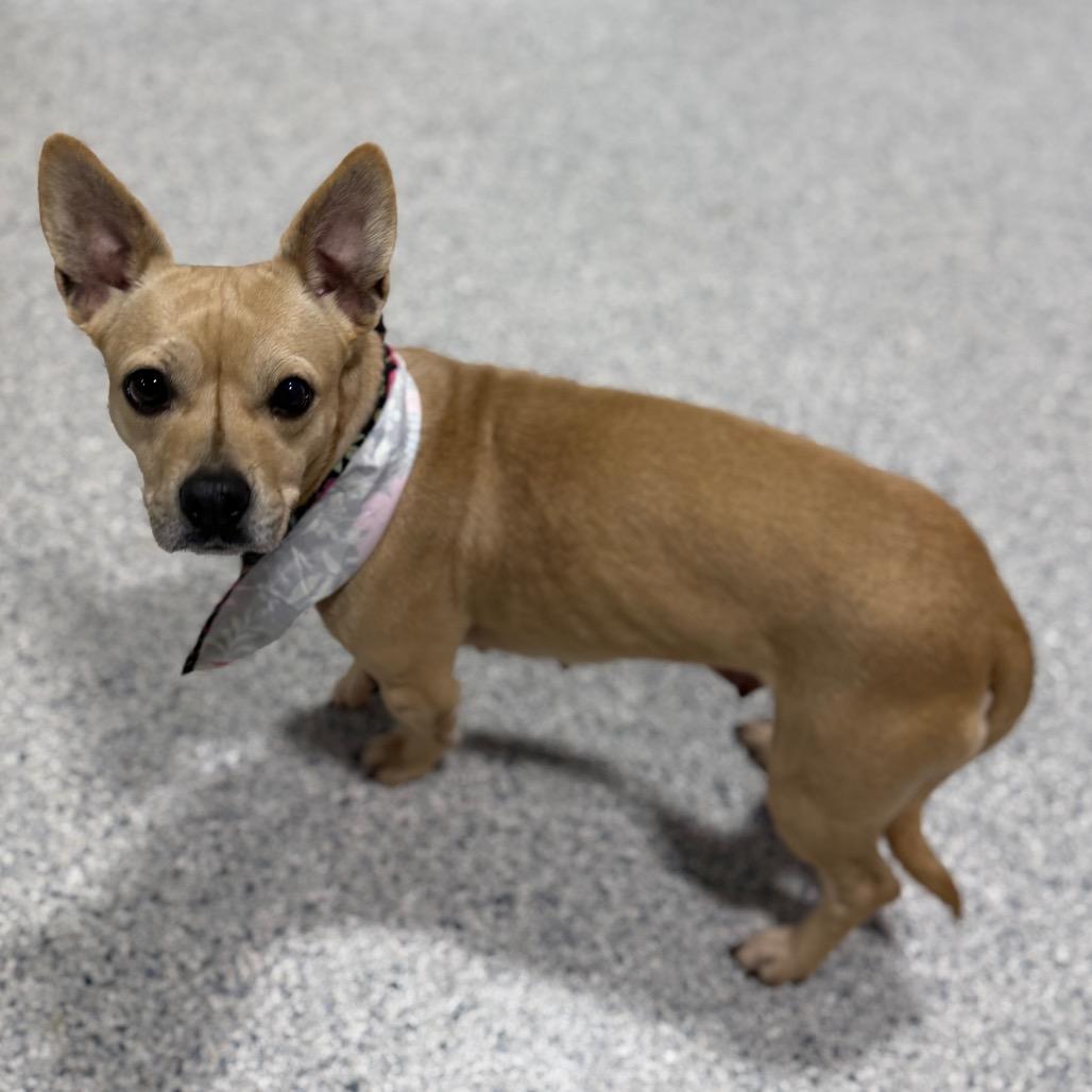 Chunky, a Adoptable mixed breed in Newberg, OR image 2/6