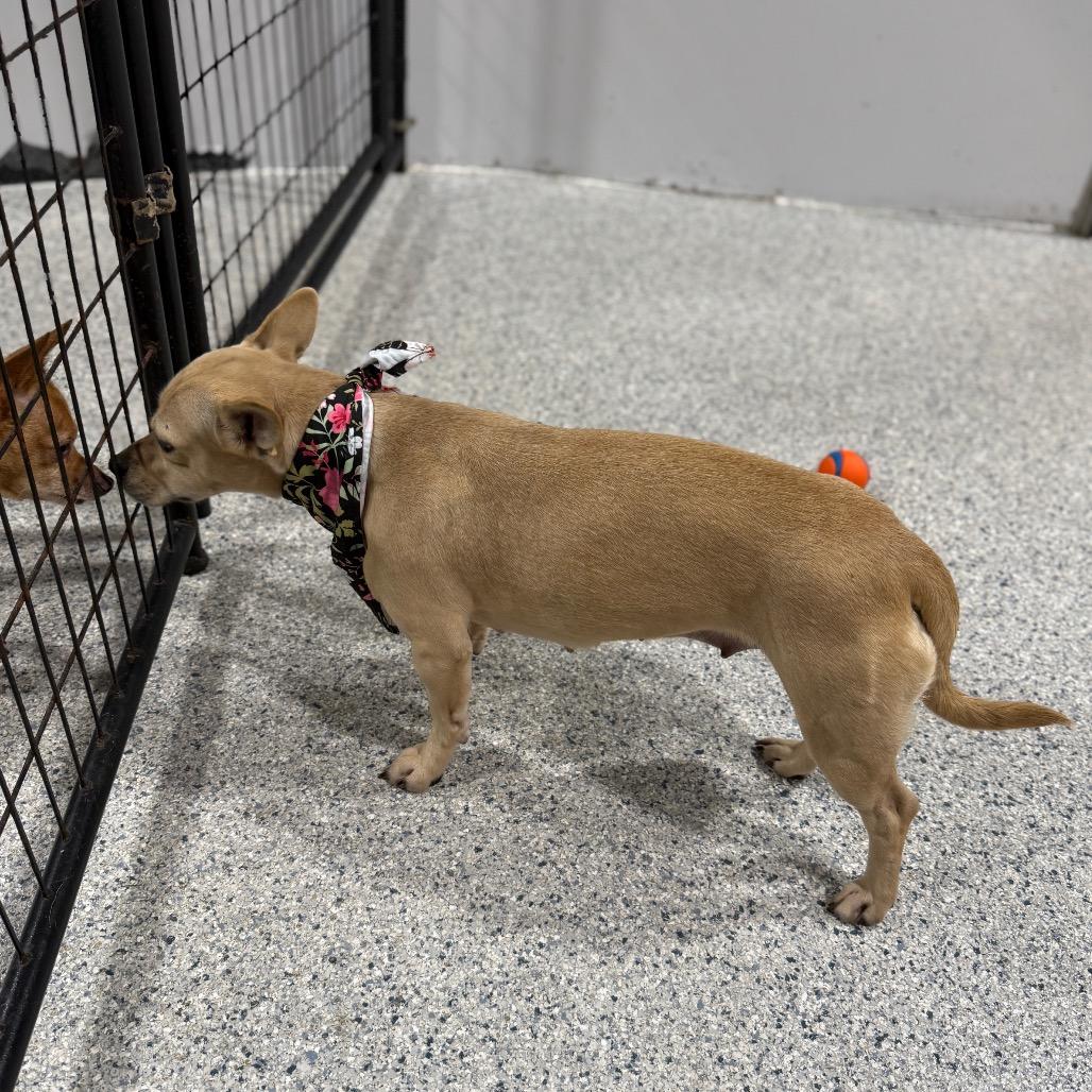 Chunky, a Adoptable mixed breed in Newberg, OR image 3/6