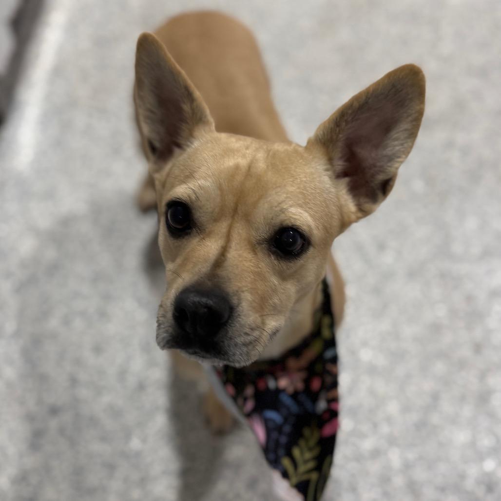 Chunky, a Adoptable mixed breed in Newberg, OR image 4/6