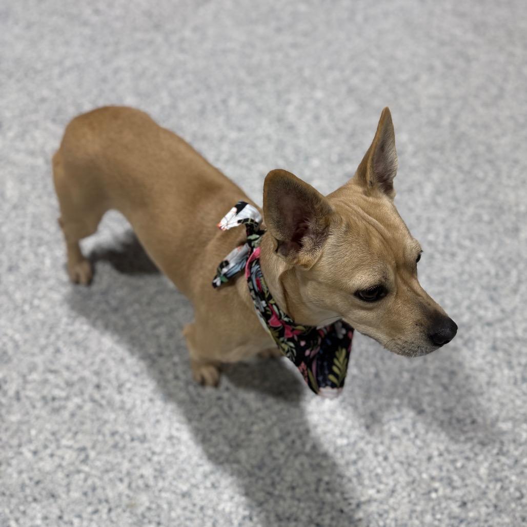 Chunky, a Adoptable mixed breed in Newberg, OR image 5/6