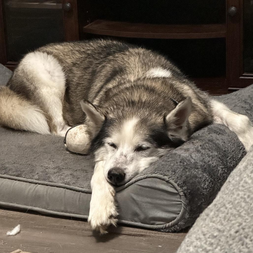 Bodie, a Adoptable mixed breed in Raleigh, NC image 1/5