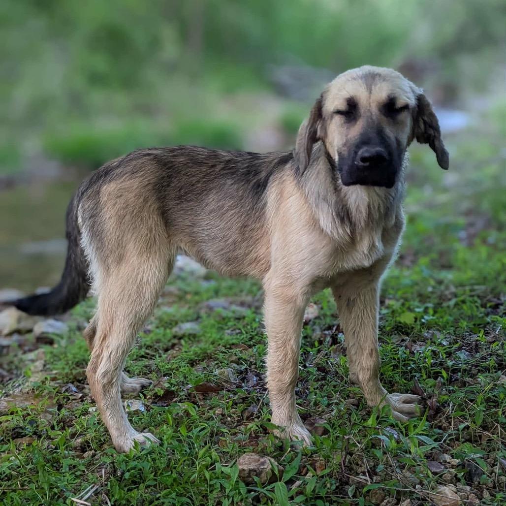 Enlarge Frito, a Adoptable Tibetan Mastiff in Duck River, TN image 2/3