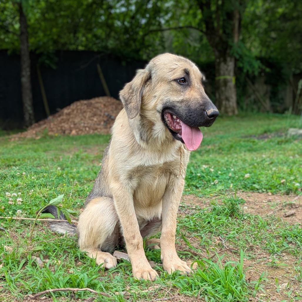 Enlarge Frito, a Adoptable Tibetan Mastiff in Duck River, TN image 3/3