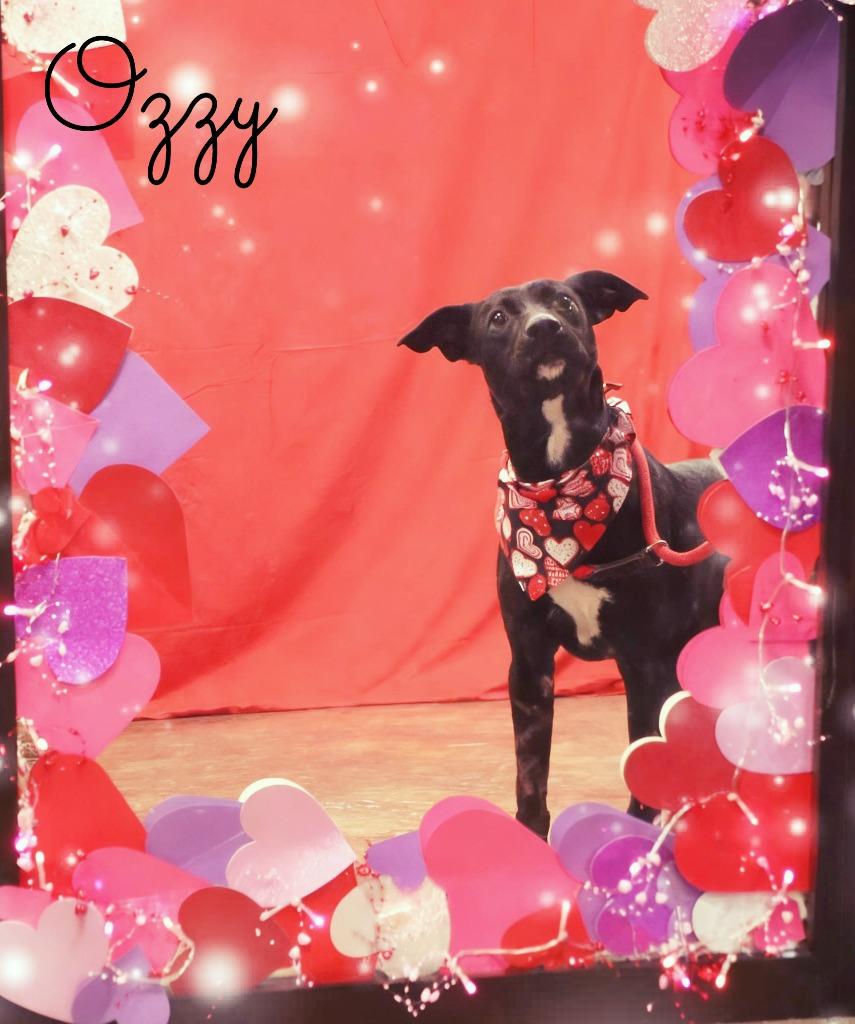Enlarge Ozzy, a Adoptable Mixed Breed in Jonesboro, AR image 3/5