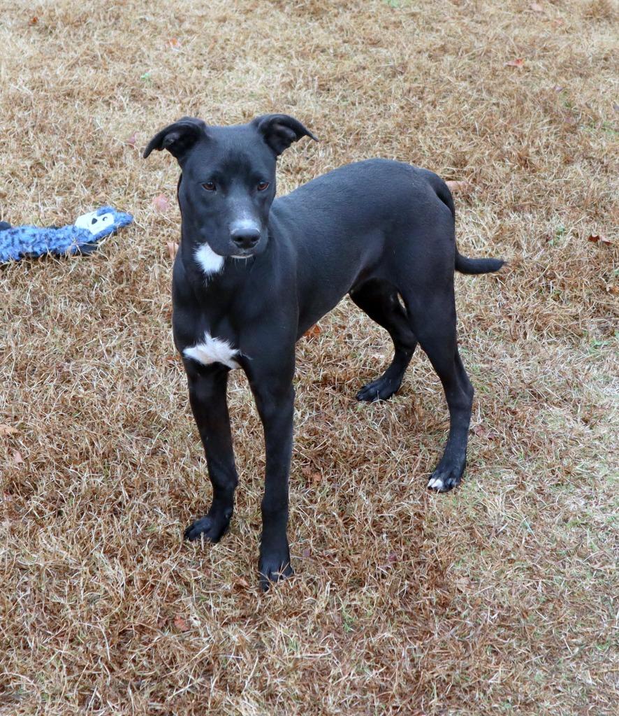 Ozzy, Adoptable, Young Male Mixed Breed.