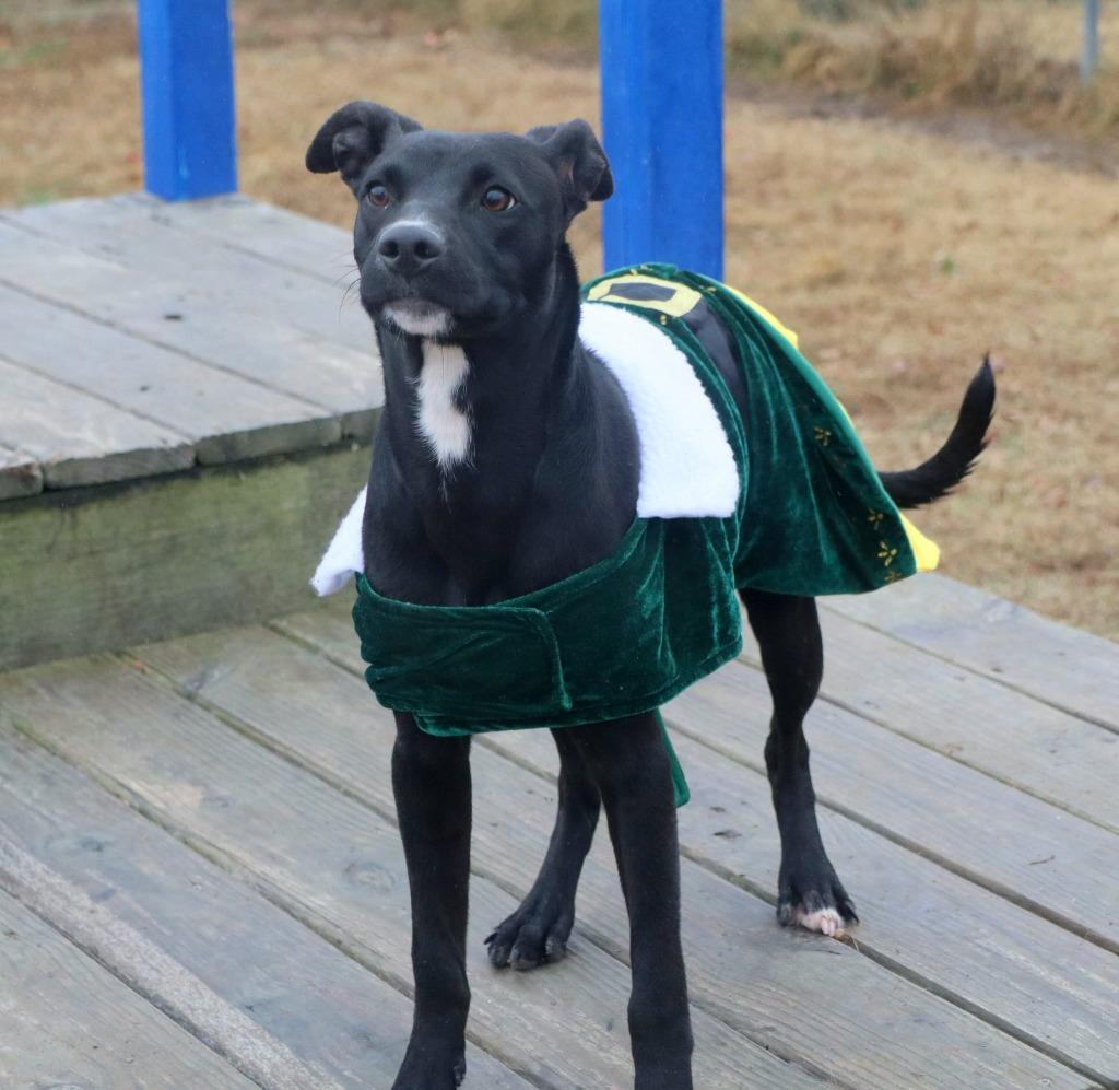 Enlarge Ozzy, a Adoptable Mixed Breed in Jonesboro, AR image 4/5