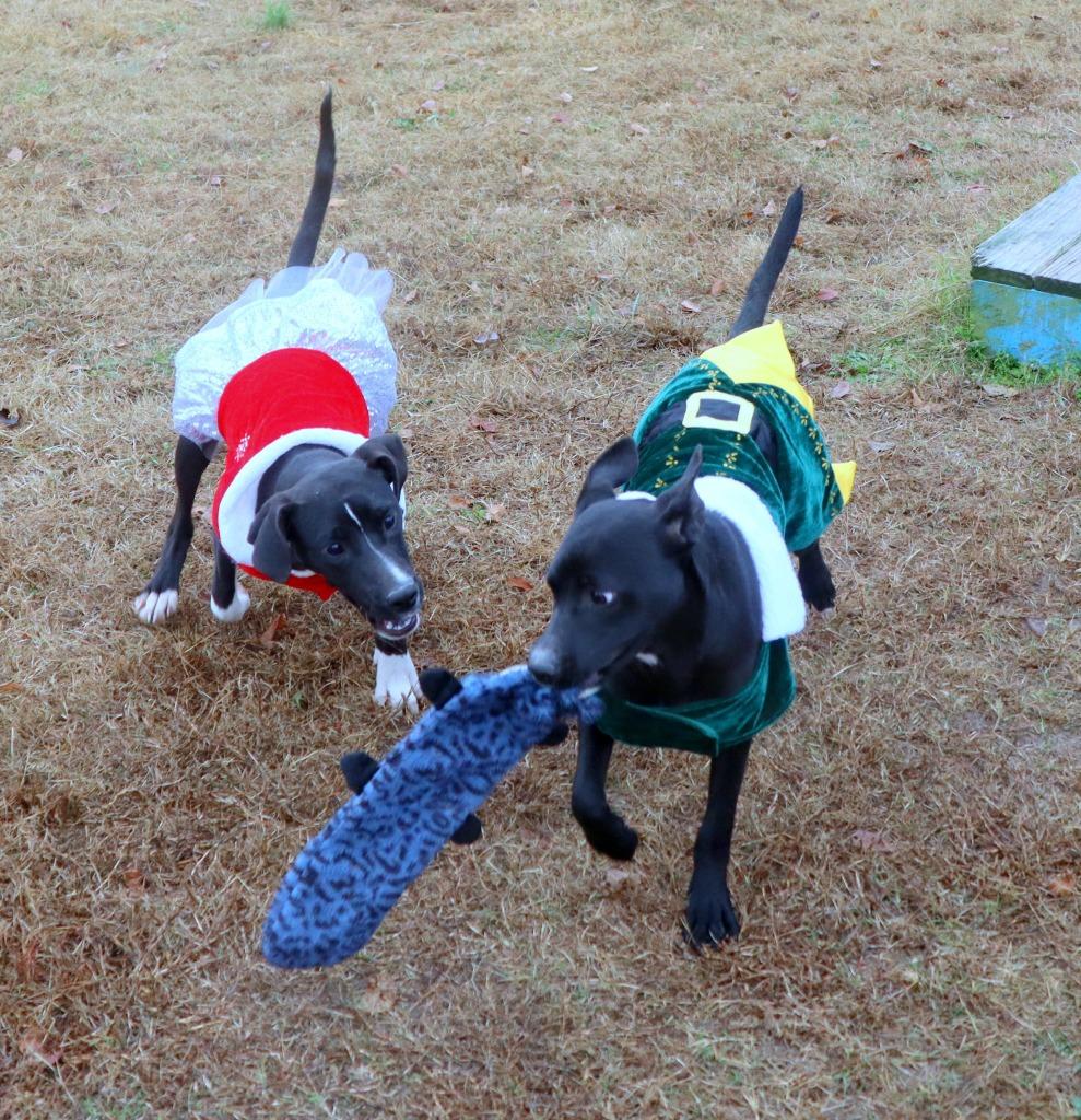Enlarge Ozzy, a Adoptable Mixed Breed in Jonesboro, AR image 2/5