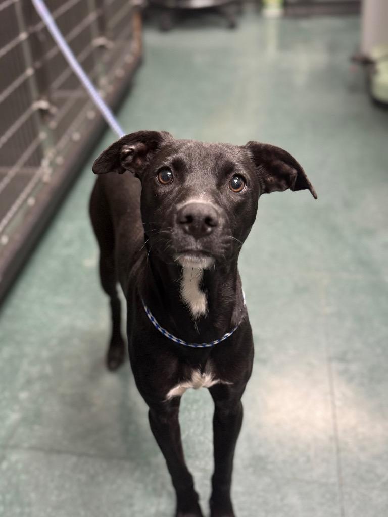 Enlarge Ozzy, a Adoptable Mixed Breed in Jonesboro, AR image 5/5
