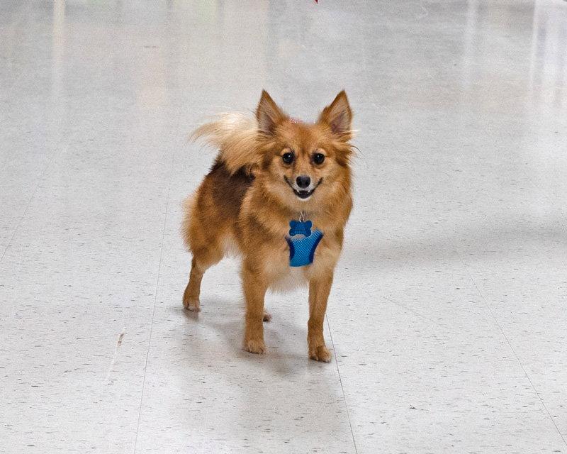 Milli Bobbi Brown, Adoptable, Young Female Pomeranian & Papillon.