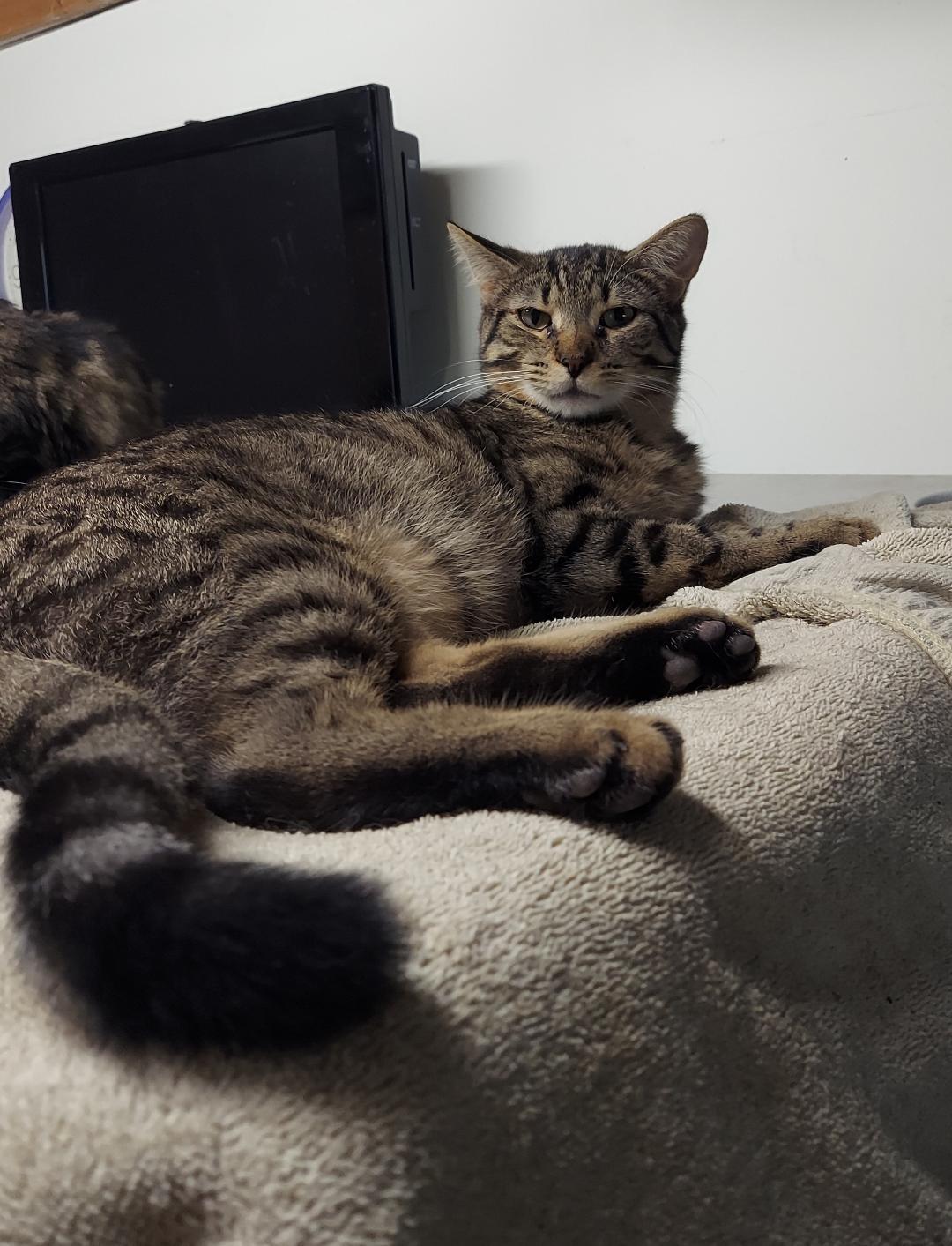 Enlarge Rumpus Cat, a Adoptable Domestic Short Hair in Rochester, NY image 1/1