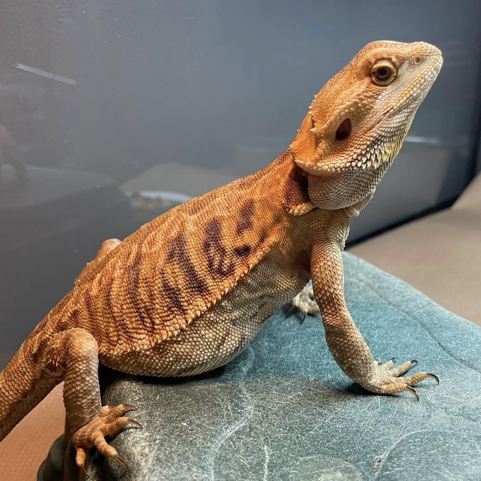Enlarge Dolly, an adoptable Bearded Dragon in Durham, NC image 2/3