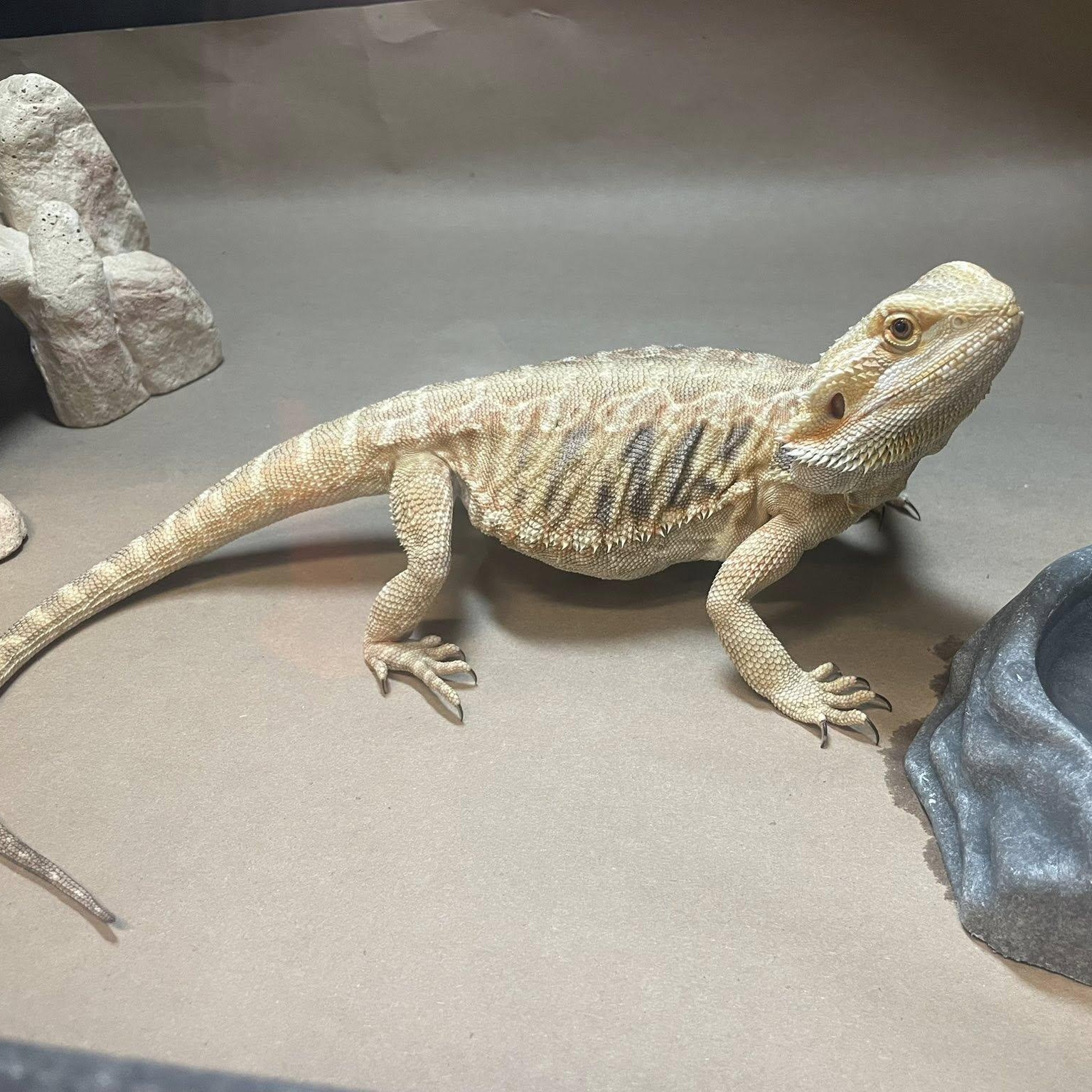 Enlarge Dolly, an adoptable Bearded Dragon in Durham, NC image 3/3