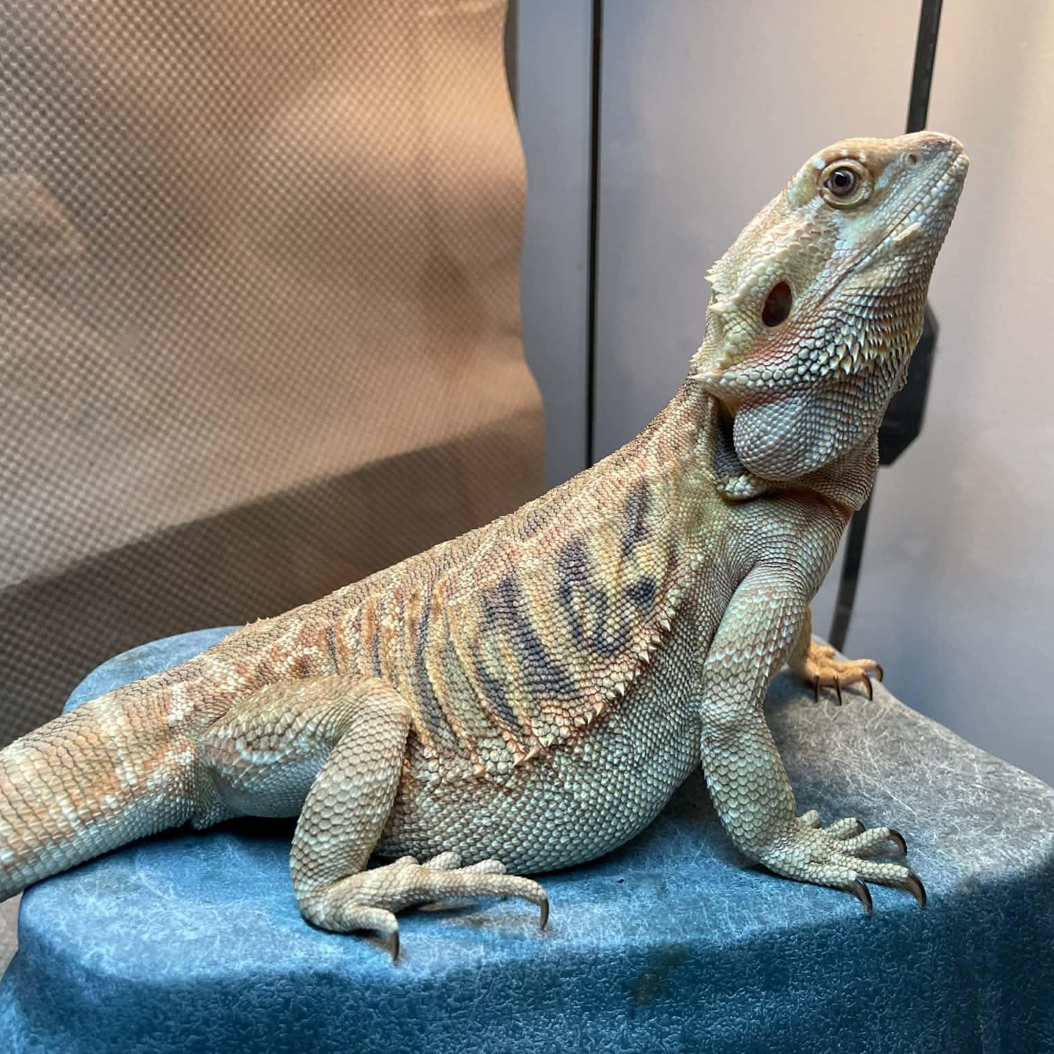Enlarge Dolly, an adoptable Bearded Dragon in Durham, NC image 1/3