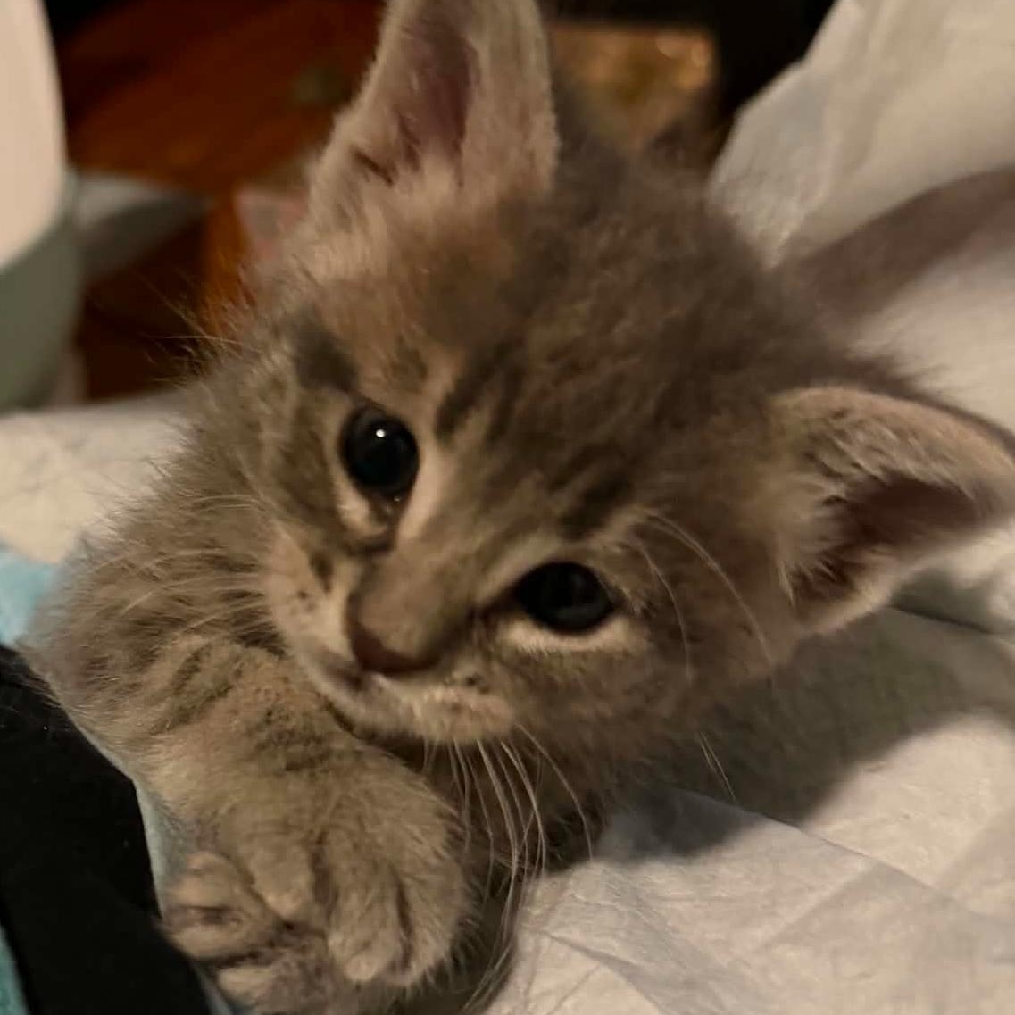 Bisquick, a Adoptable Domestic Short Hair in Port Washington, WI image 3/5