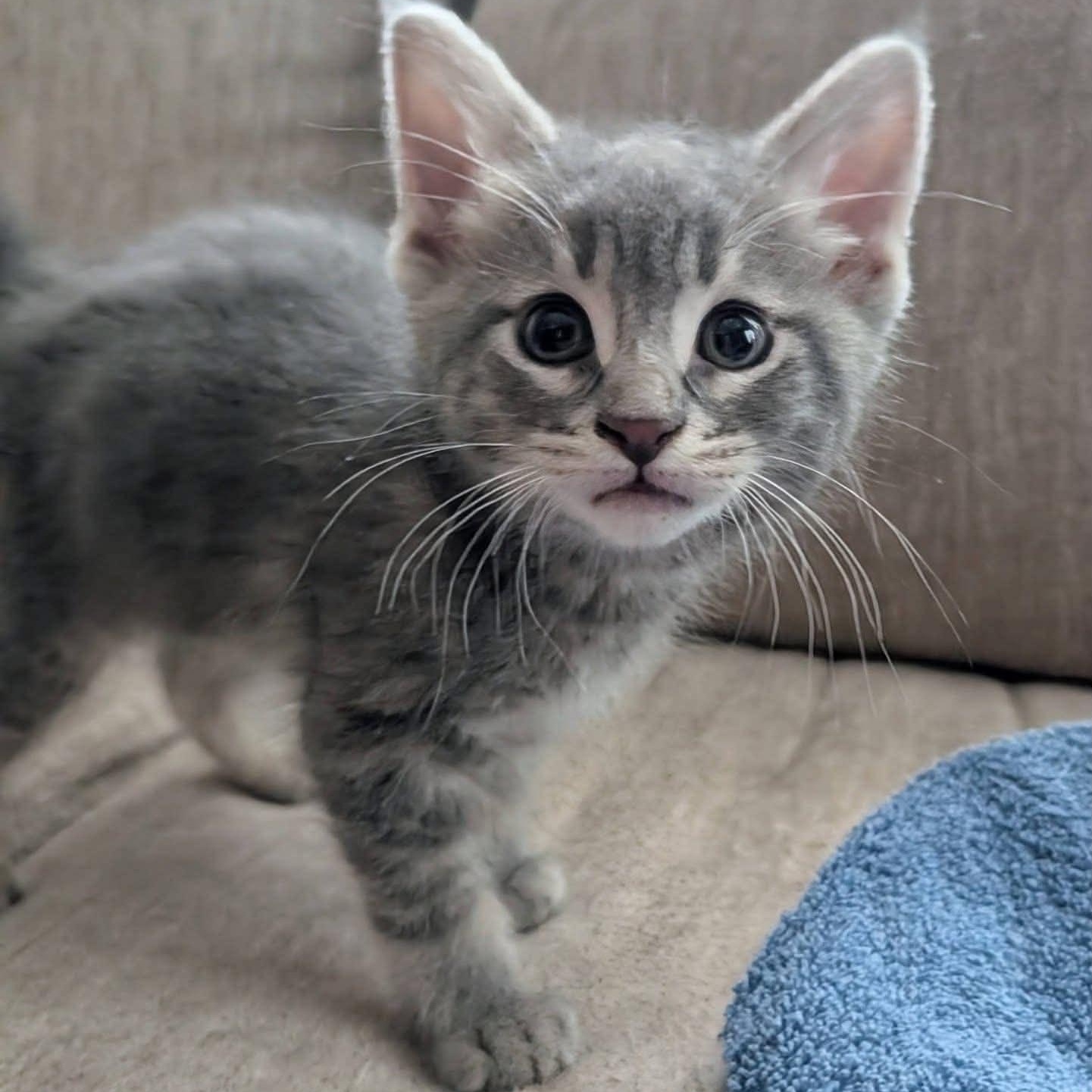Bisquick, Adoptable, Kitten Male Domestic Short Hair.
