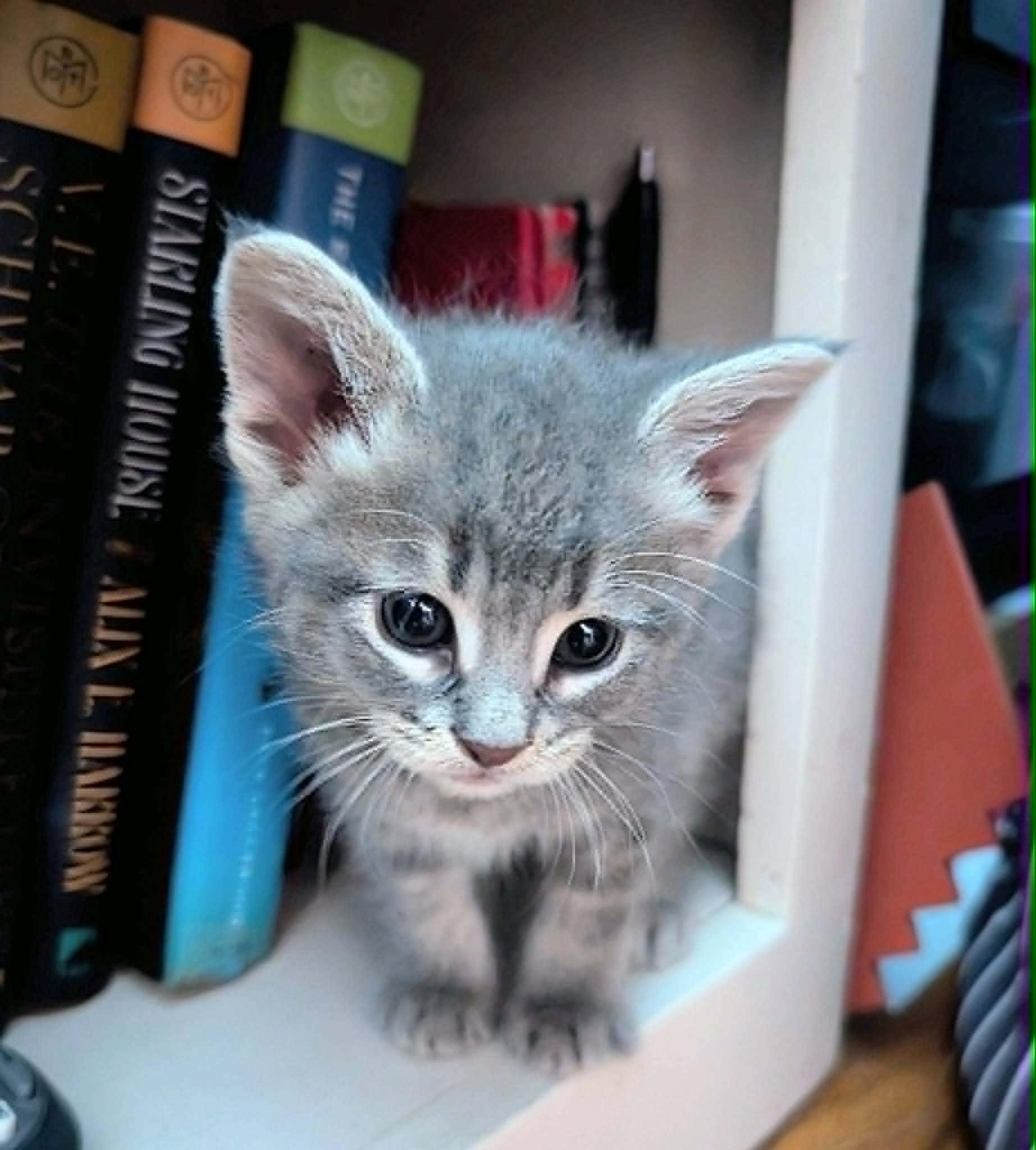 Bisquick, a Adoptable Domestic Short Hair in Port Washington, WI image 2/5