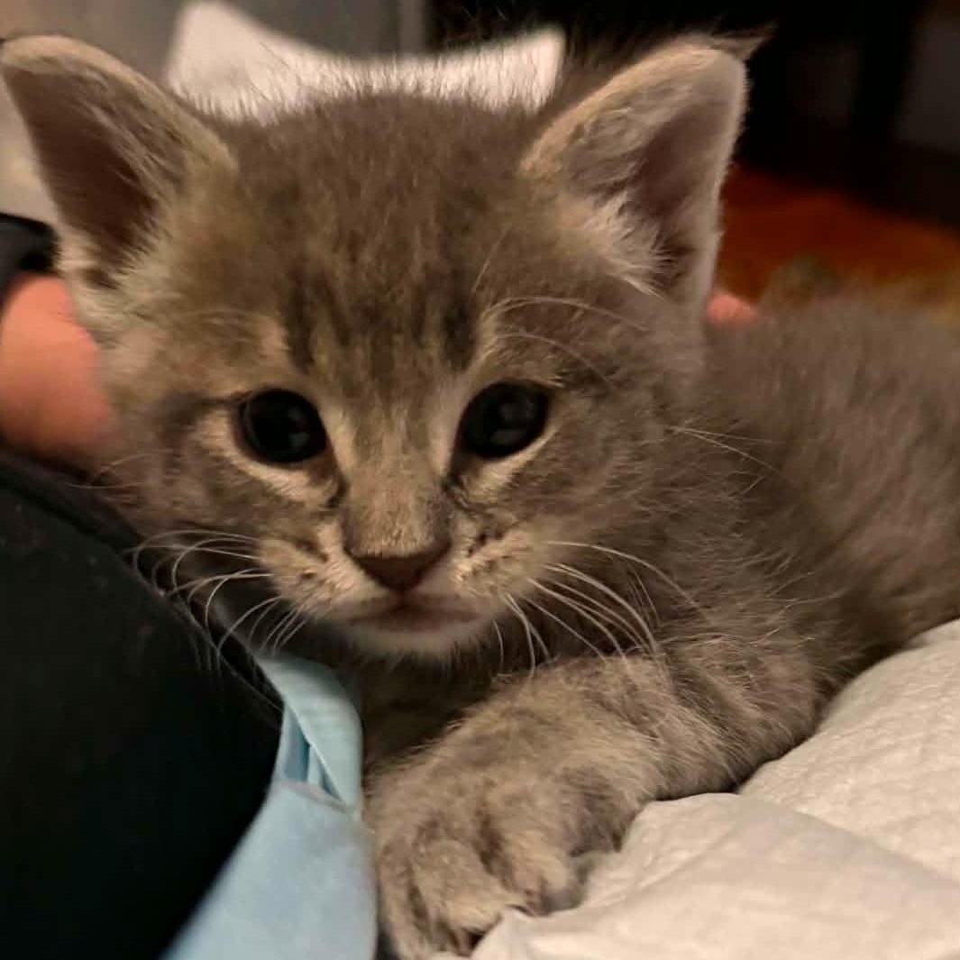 Bisquick, a Adoptable Domestic Short Hair in Port Washington, WI image 5/5