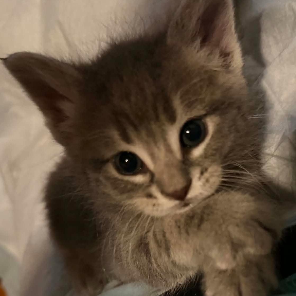 Bisquick, a Adoptable Domestic Short Hair in Port Washington, WI image 4/5