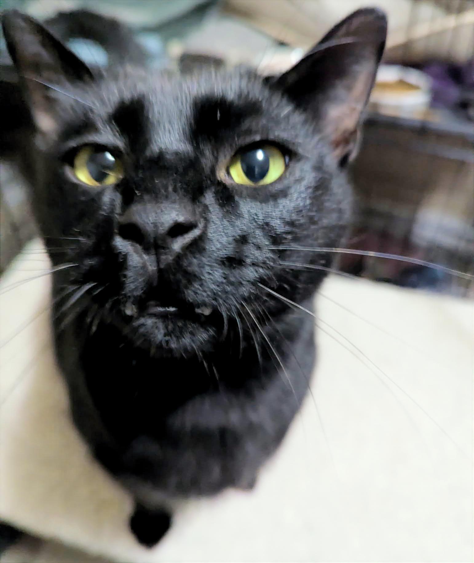 Enlarge Buddy, an adopted Domestic Short Hair in Shawnigan Lake, BC image 3/3