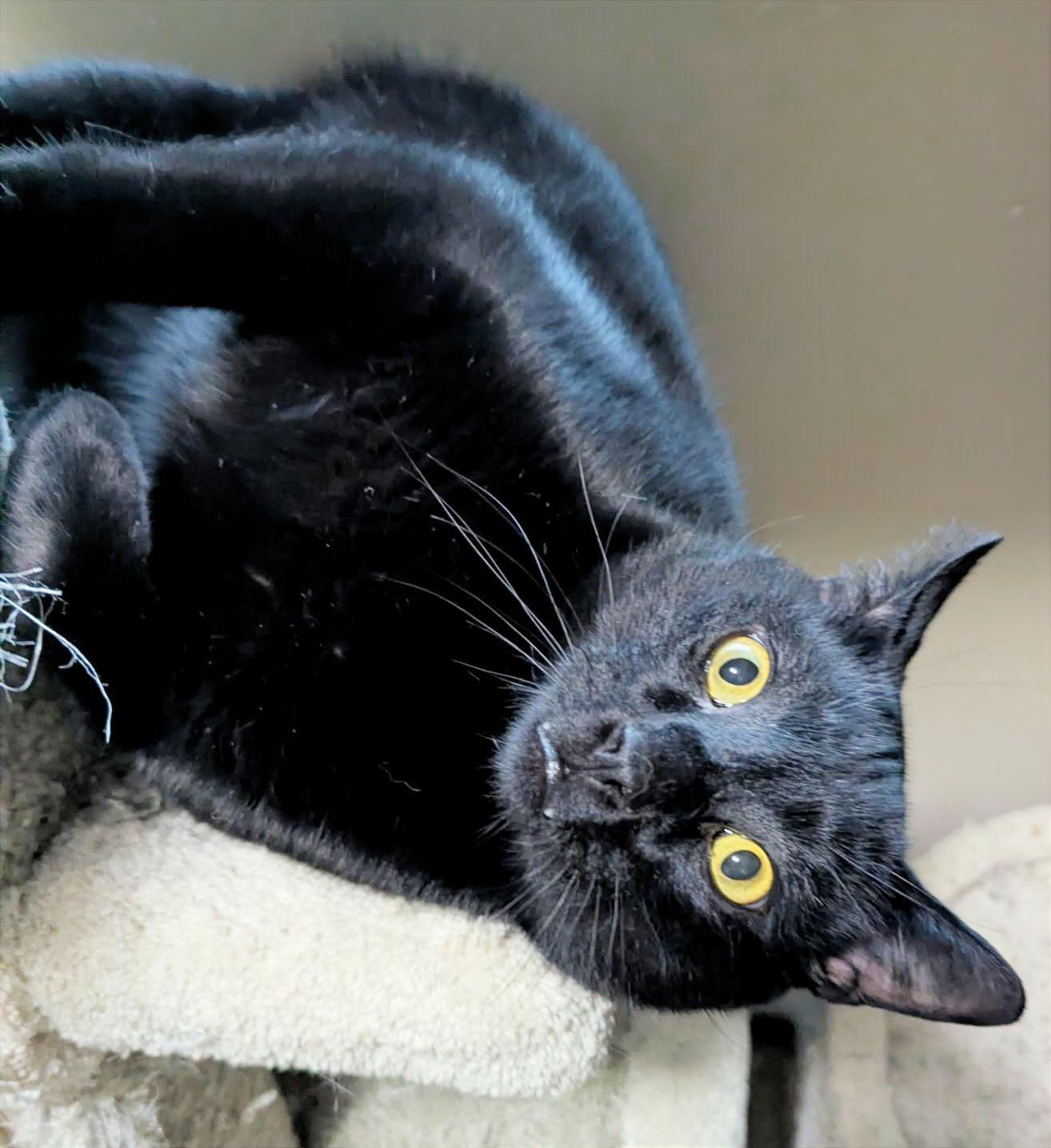 Buddy, ADOPTABLE, Adult Male Domestic Short Hair.