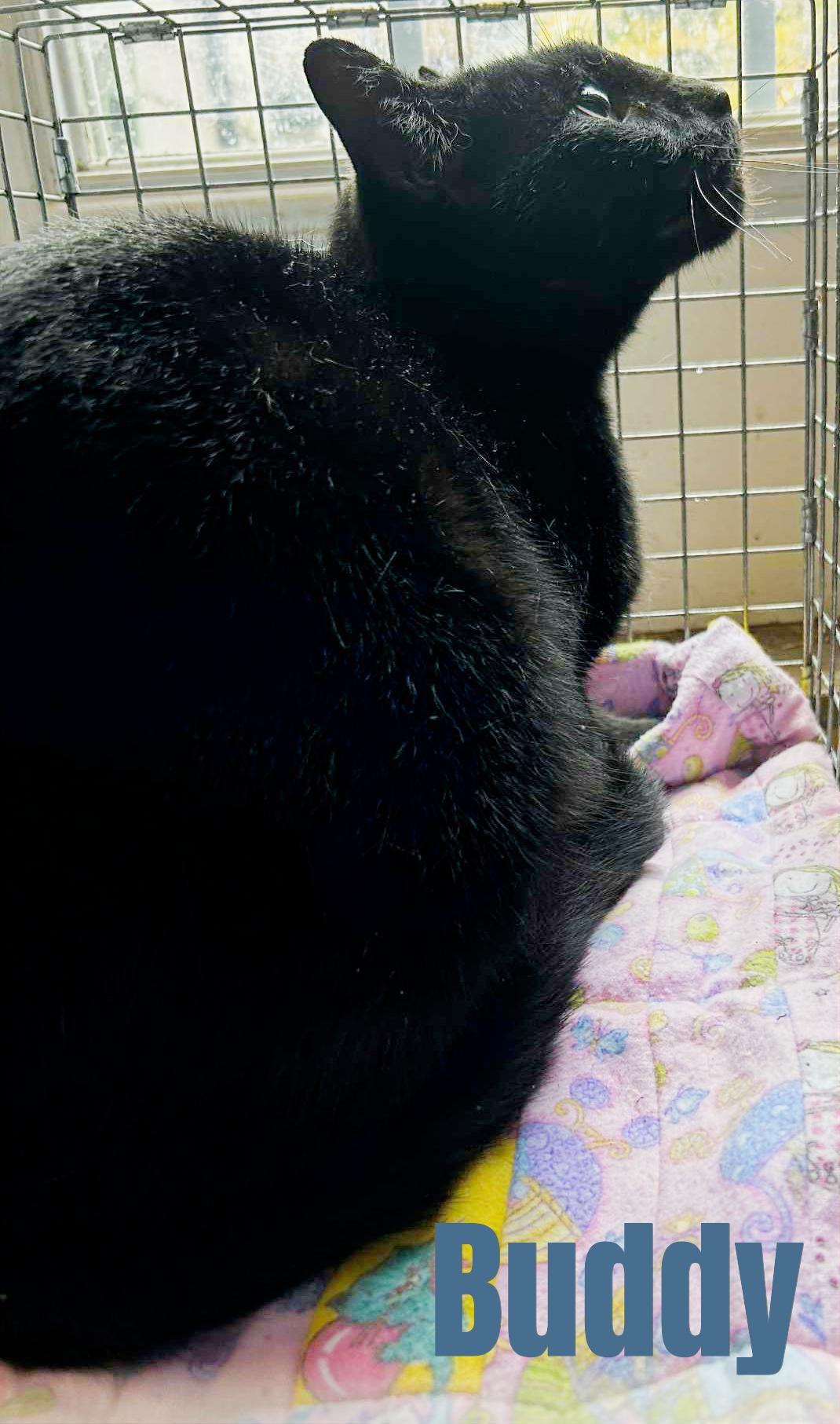 Enlarge Buddy, an adopted Domestic Short Hair in Shawnigan Lake, BC image 2/3